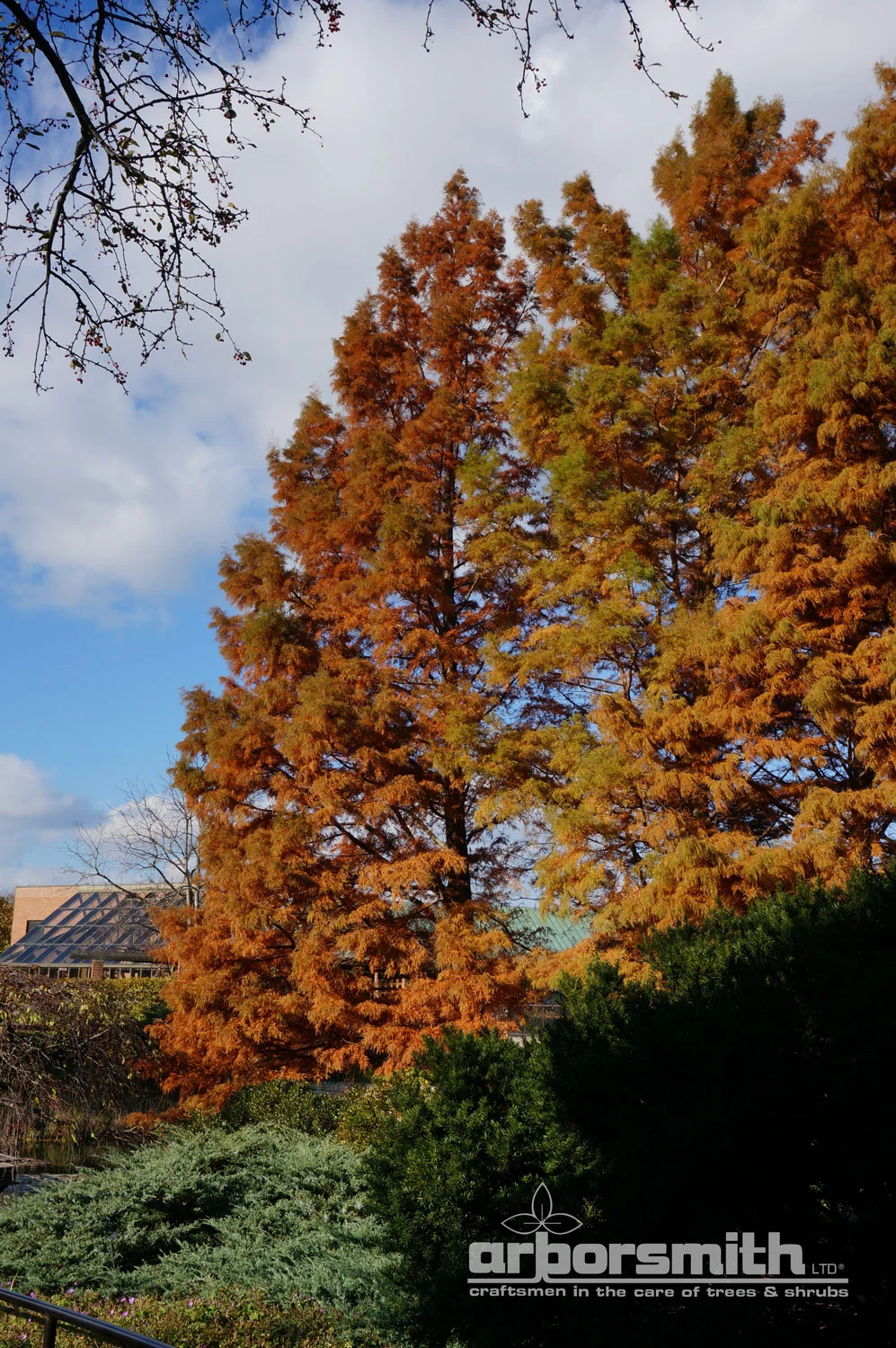 Spectacular autumn color of the stately Baldcypress, located at Chicago Botanic Garden. Photos by Lesley Bruce Smith