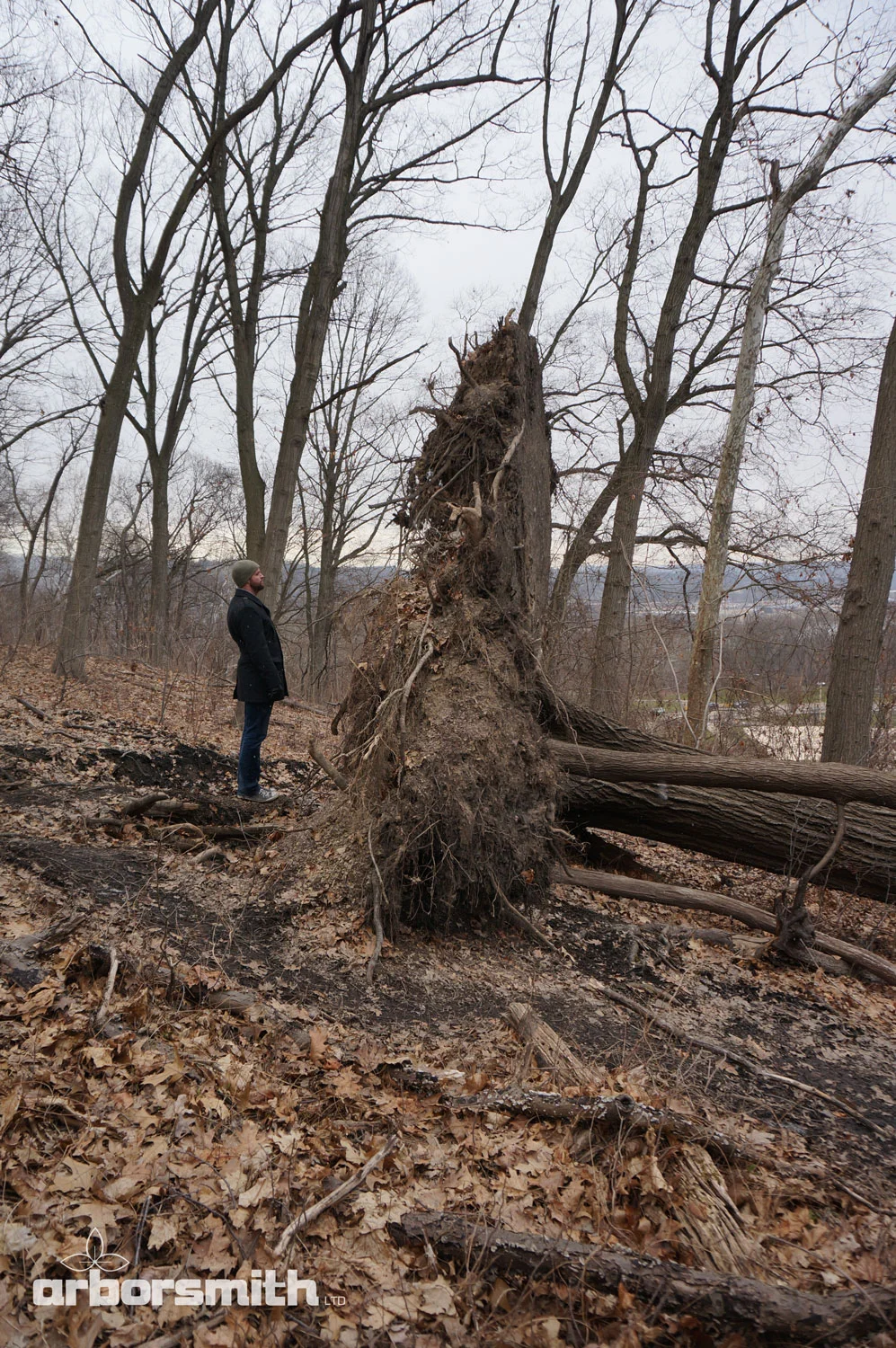 Tree roots are close to the surface as illustrated here by this fallen 80’ Red Oak whose roots form a pancake. They stay near the air so they can breathe.