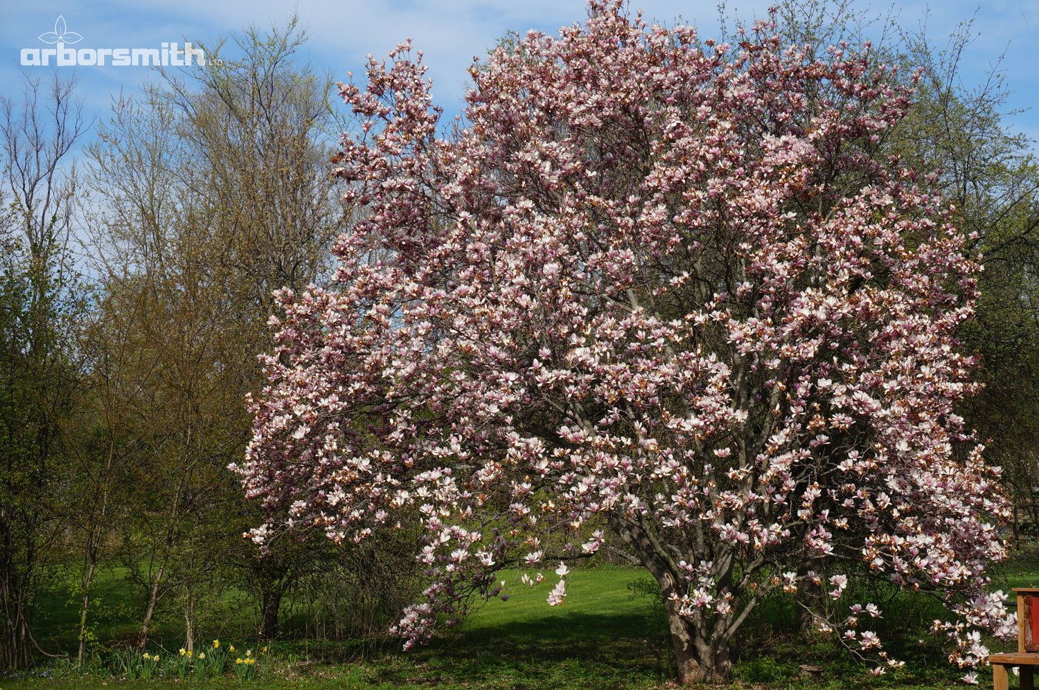 Saucer Magnolia at the peak of spring flowering