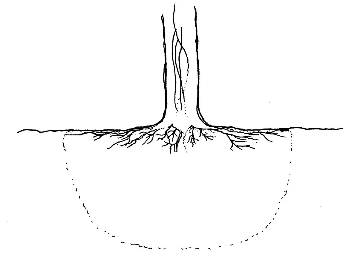 A newly planted tree in an ideal world