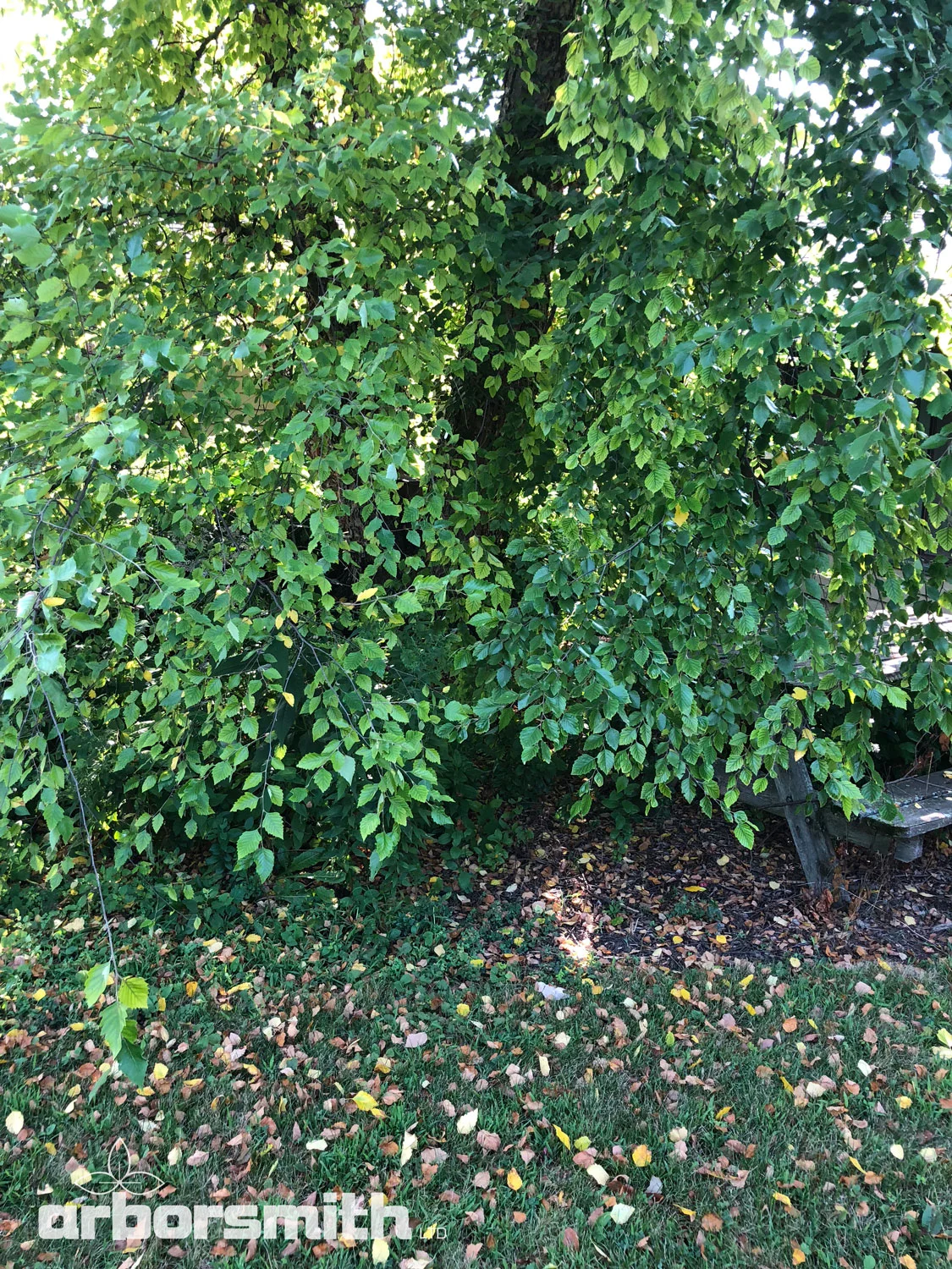 Healthy Riverbirch losing leaves. Photo by Lesley Bruce Smith
