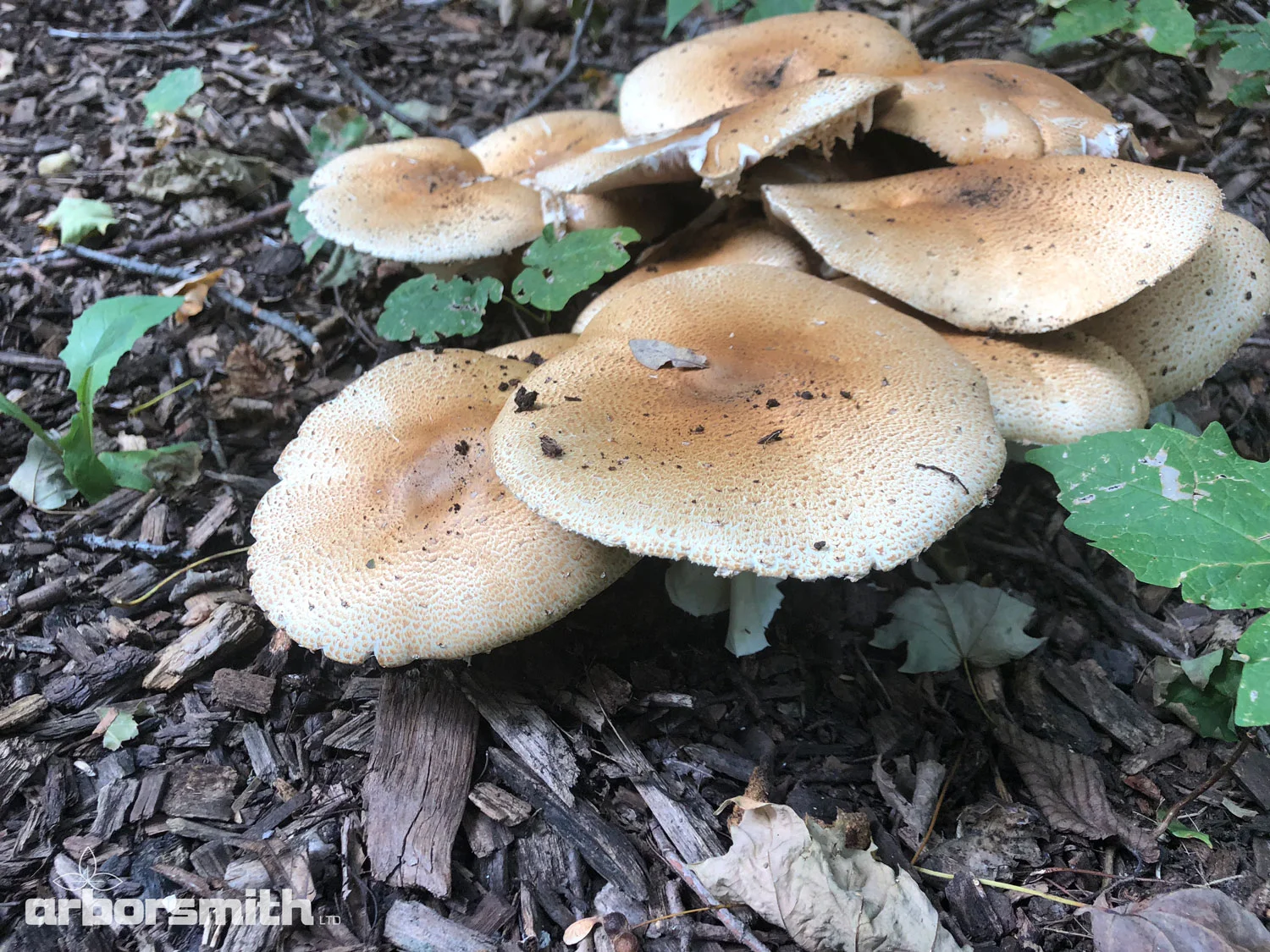 Mushrooms decaying mulch