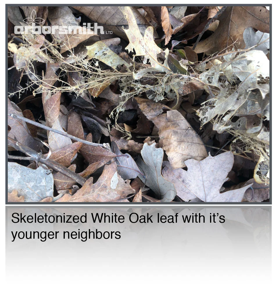 skeletonized-white-oak-leaf.jpg