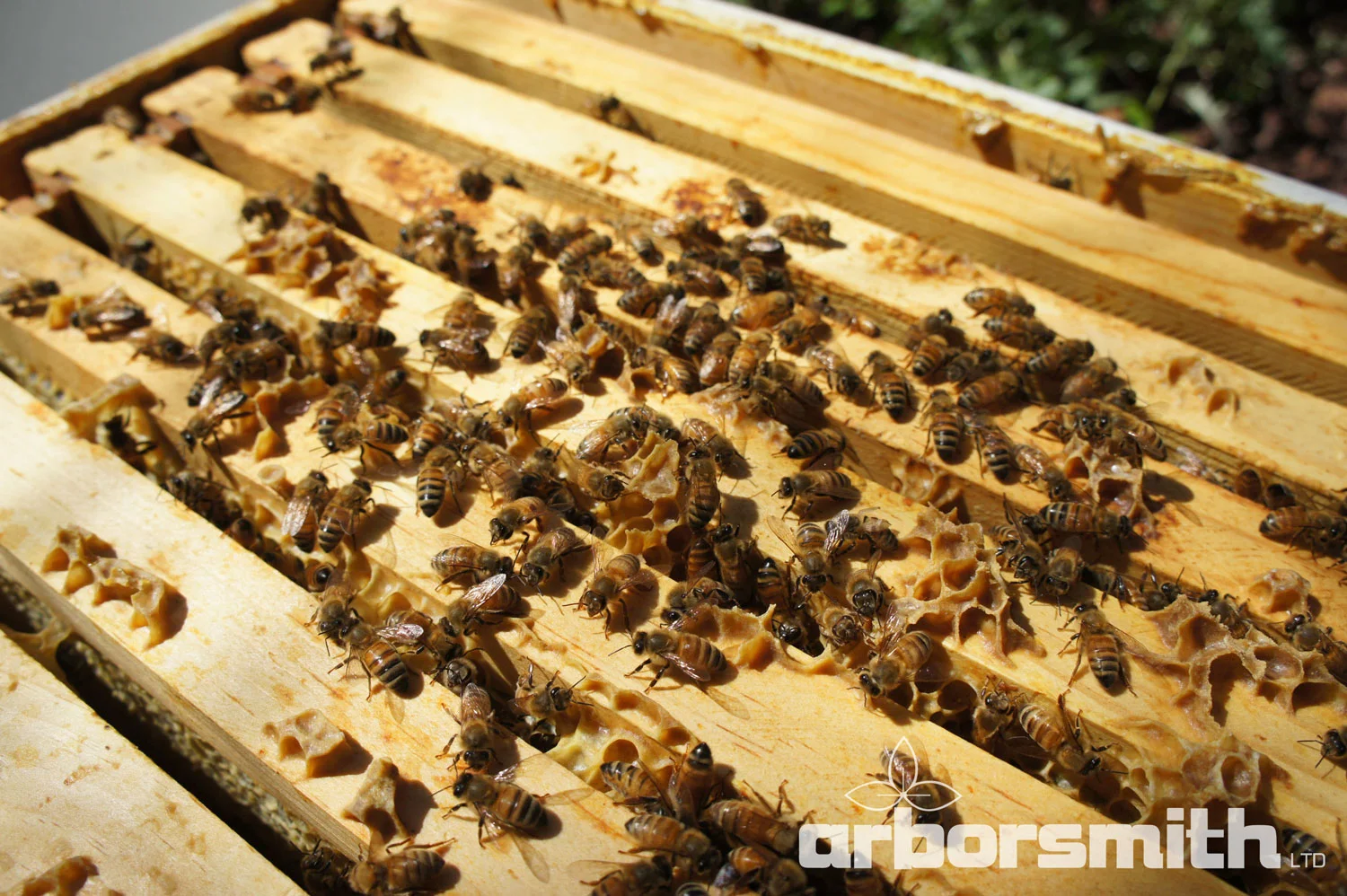 Honeybee hive. Photos by Lesley Bruce Smith