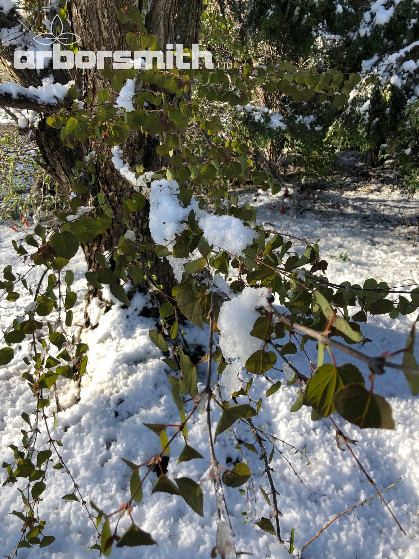 We forget so easily the weather that is past. This is a late spring snow storm that hit after this Katsura was completely leafed out this year.