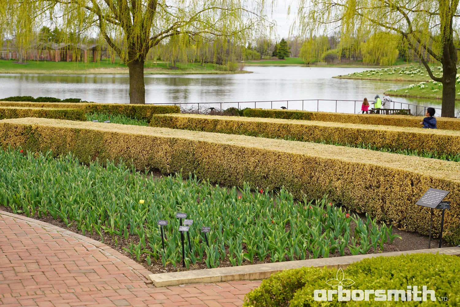 Hedges of Boxwood completely destroyed by bitter cold temperatures