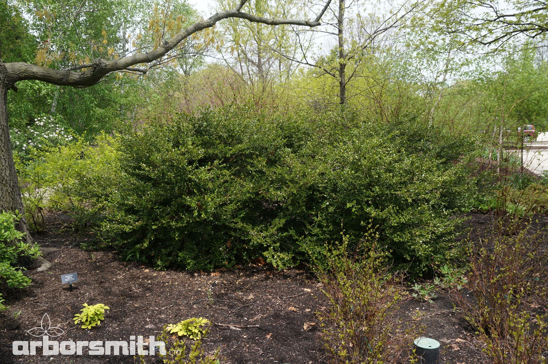 A naturally pruned Boxwood planting that suffered NO damage after the winter.