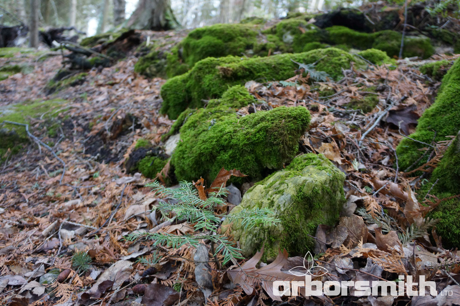 What You Should Know if Moss is Growing on Your Trees
