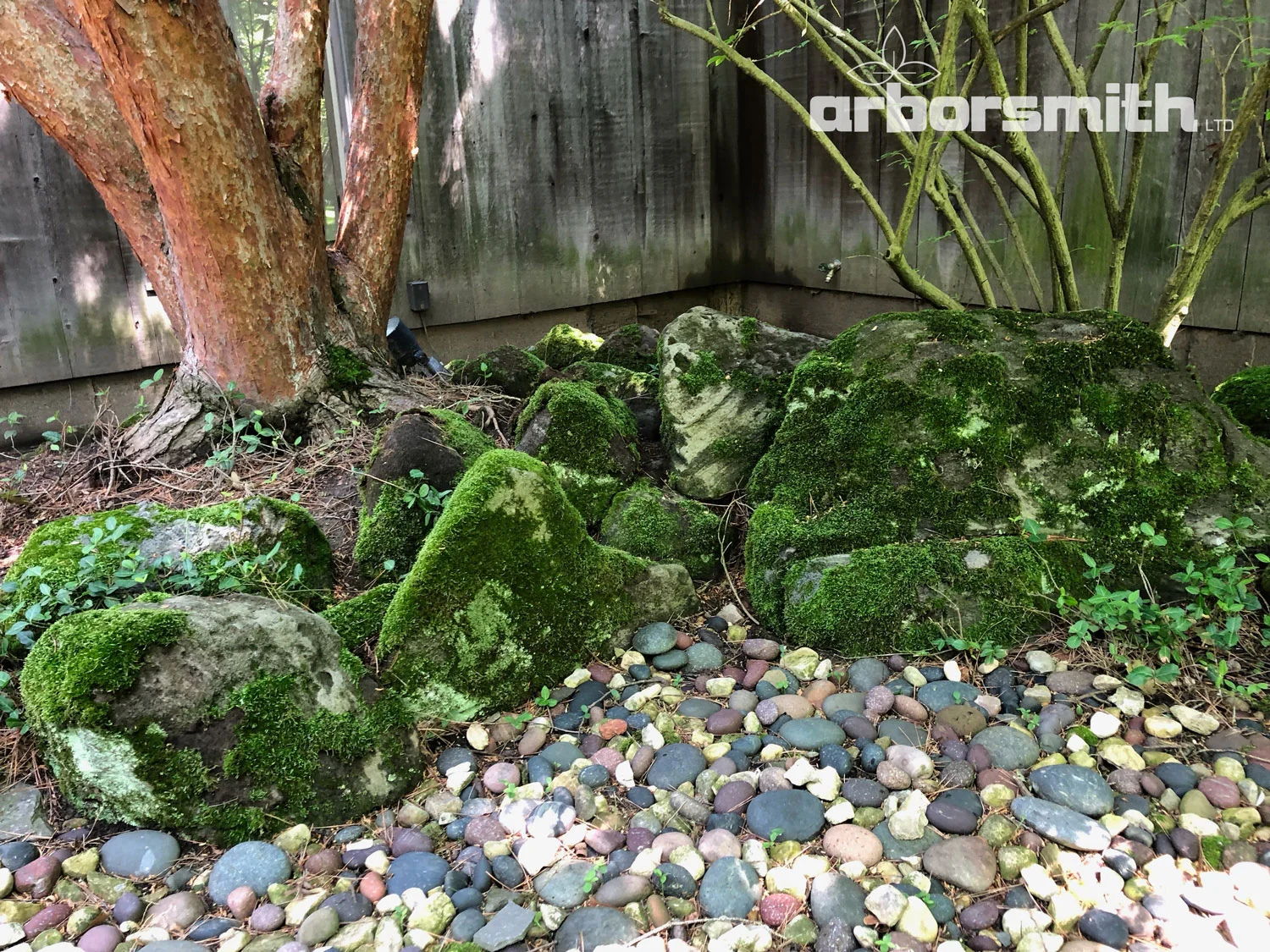 Moss garden or fairy play land? Photo by Gilbert A. Smith