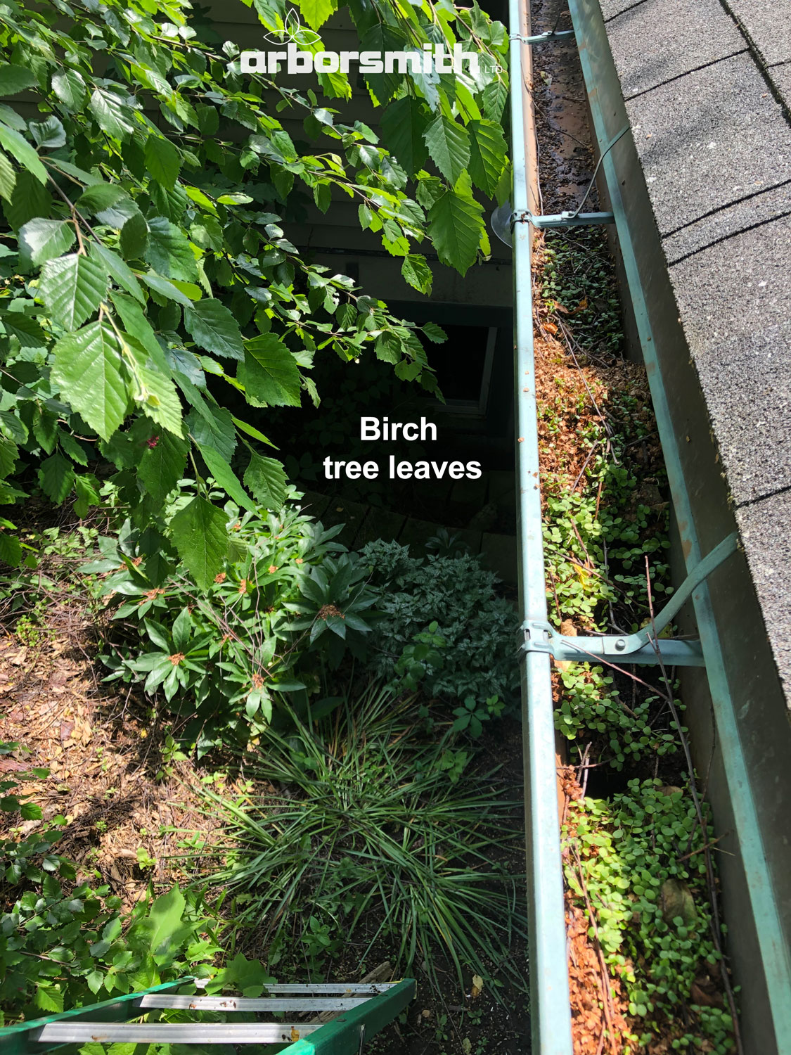 Tiny Birch seedlings growing in the gutter but not in the soil below. Photo by Gilbert A Smith