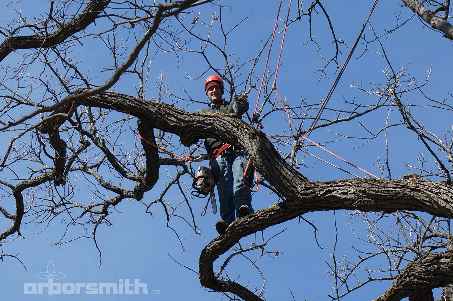 Gilbert A Smith, ISA Board Certified Master Arborist climbing and trimming a Burr Oak tree in the winter.