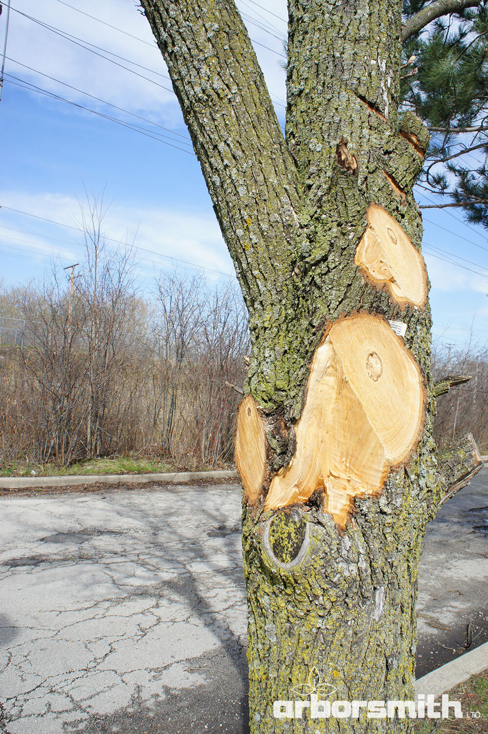 Why Don't Arborists Paint Cuts with Wound Dressing? — Arborsmith, Ltd.®  crafstman in the care of trees