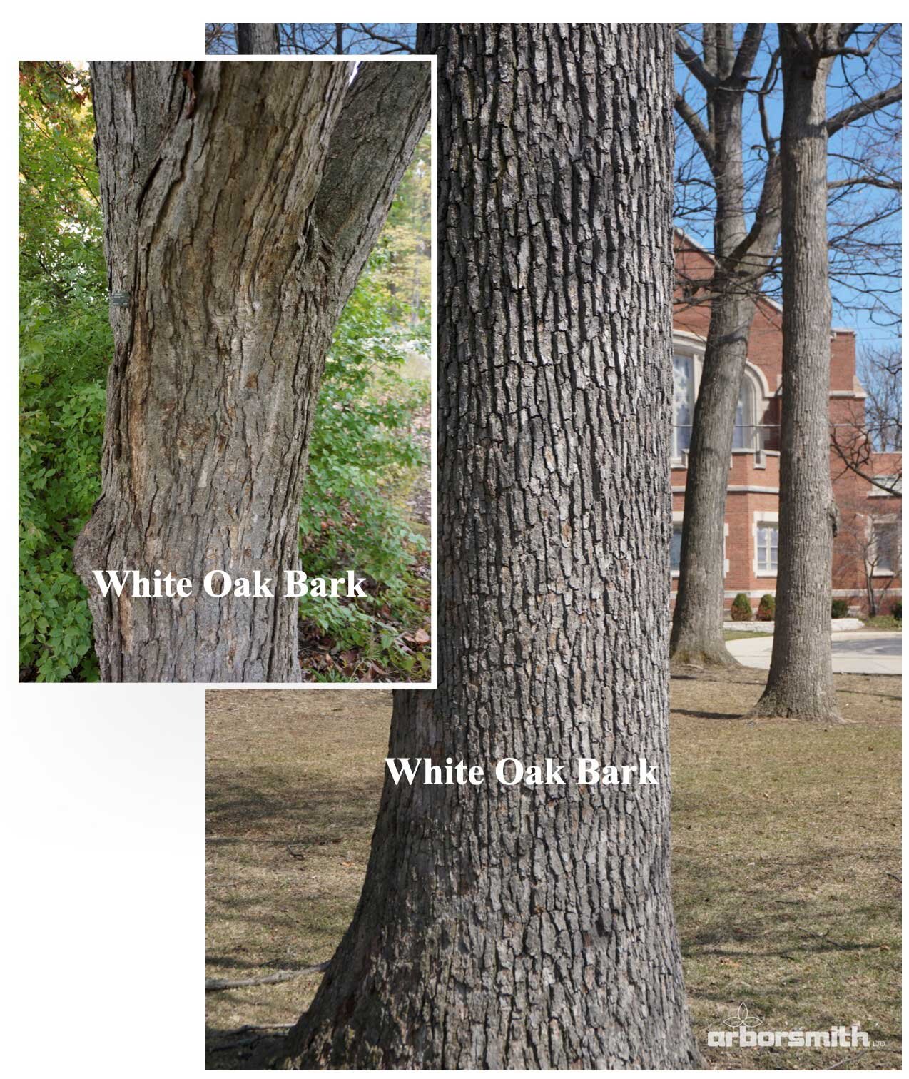 Getting to Know Your White Oak — Arborsmith, Ltd.® crafstman the care trees