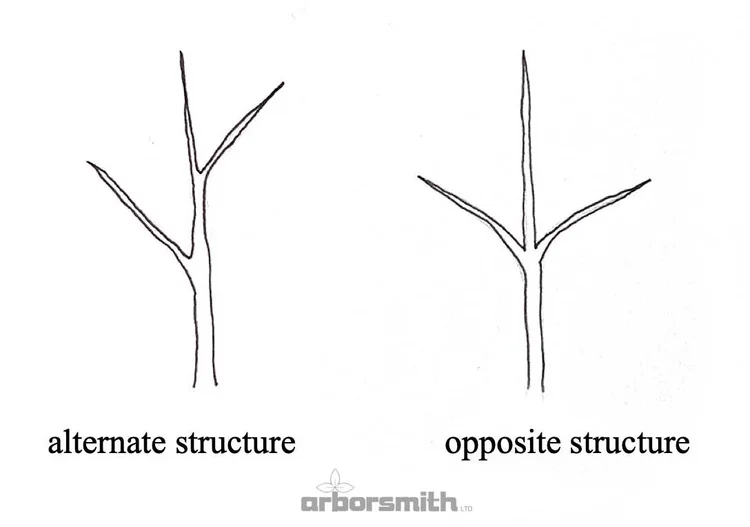 Getting to Know Your Trees White Oak — Arborsmith, Ltd.® crafstman in