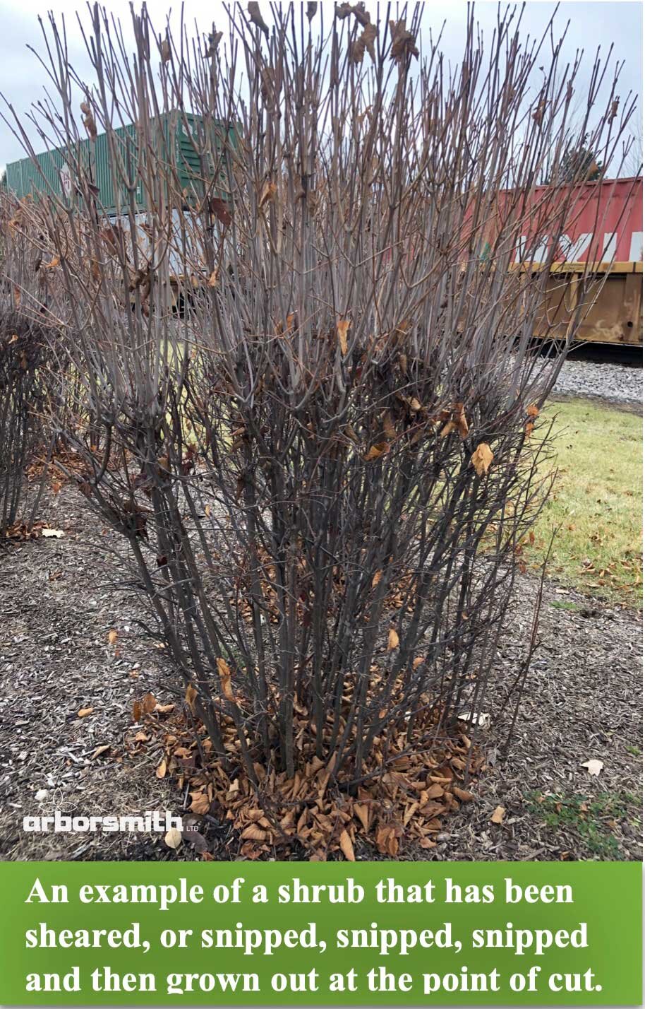 What Does Lilac Bush Look Like in Winter? 