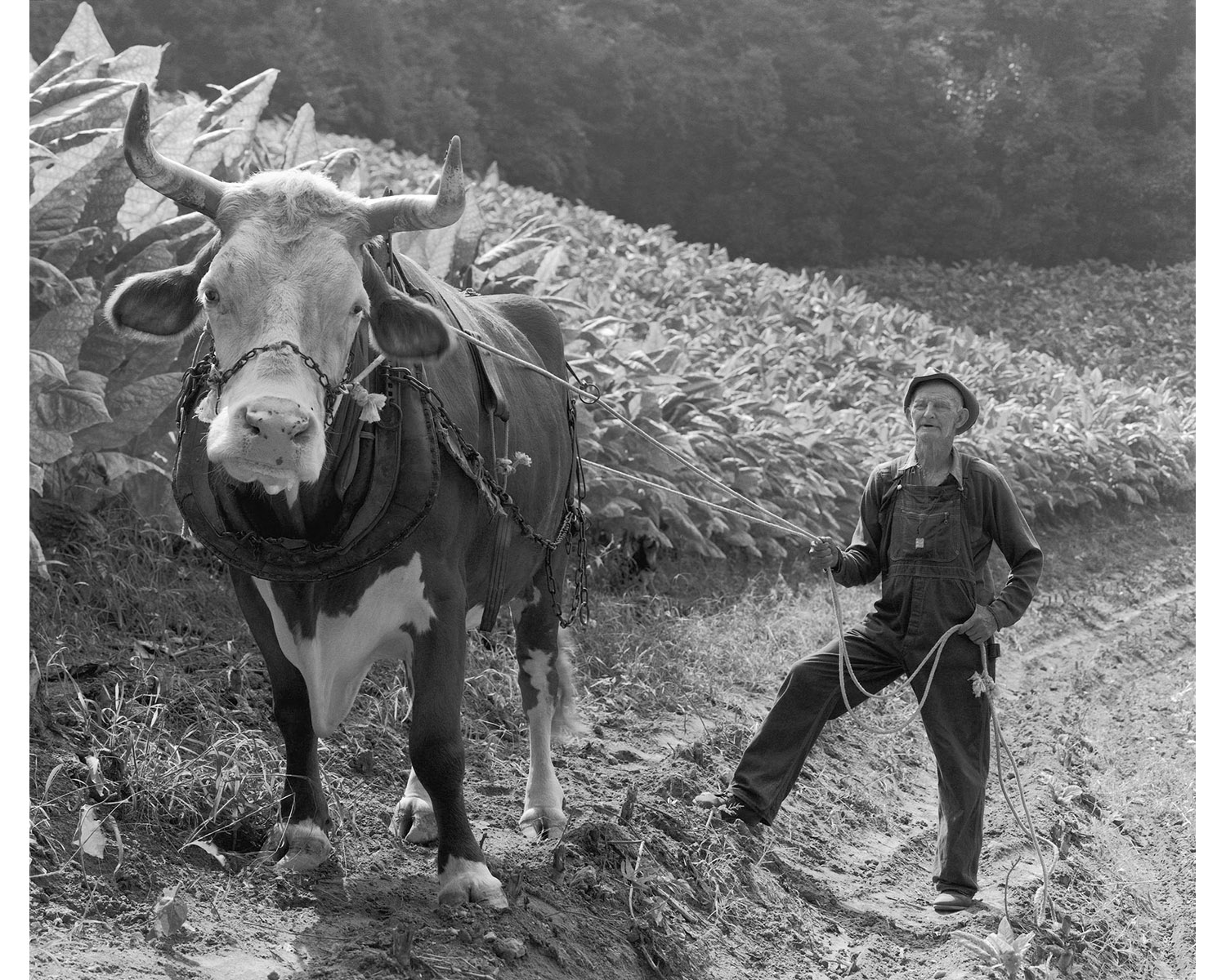 Collie Payne steer Berry plowing tobacco field Tim Barnwell Appalachian photographer