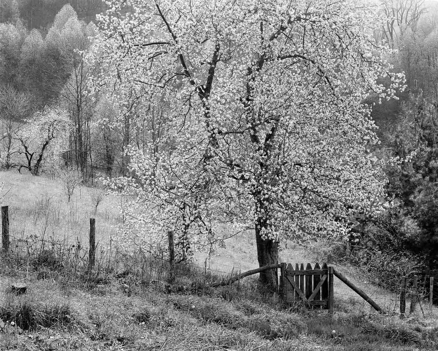 Apple Trees in bloom, Willow Creek, 1983 (page 35 in book)