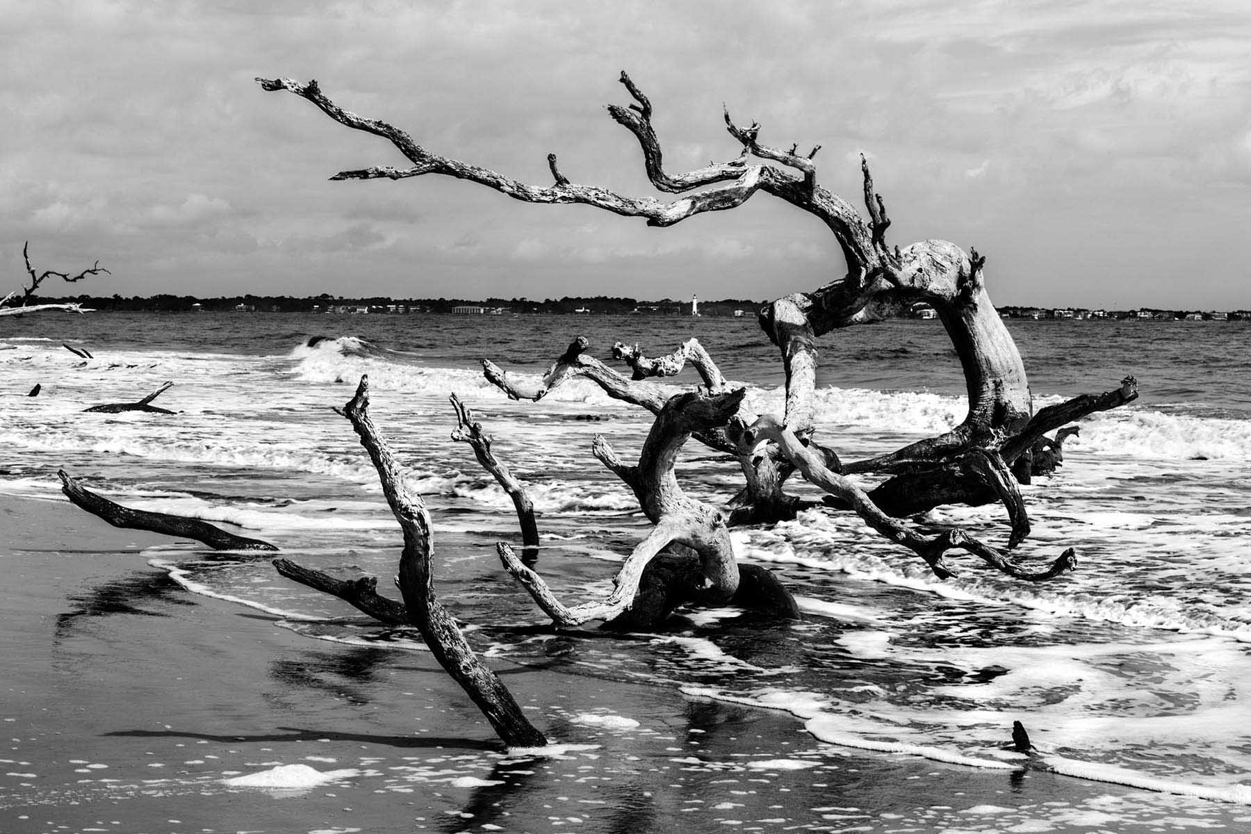 Jeckyll Island GA beach driftwood Tim Barnwell photographer