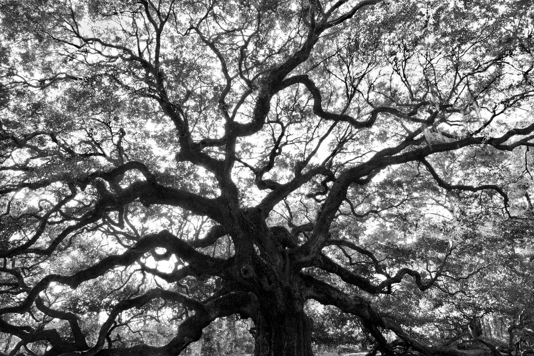 Angel Oak Charleston SC Tim Barnwell photography live oak Spanish moss