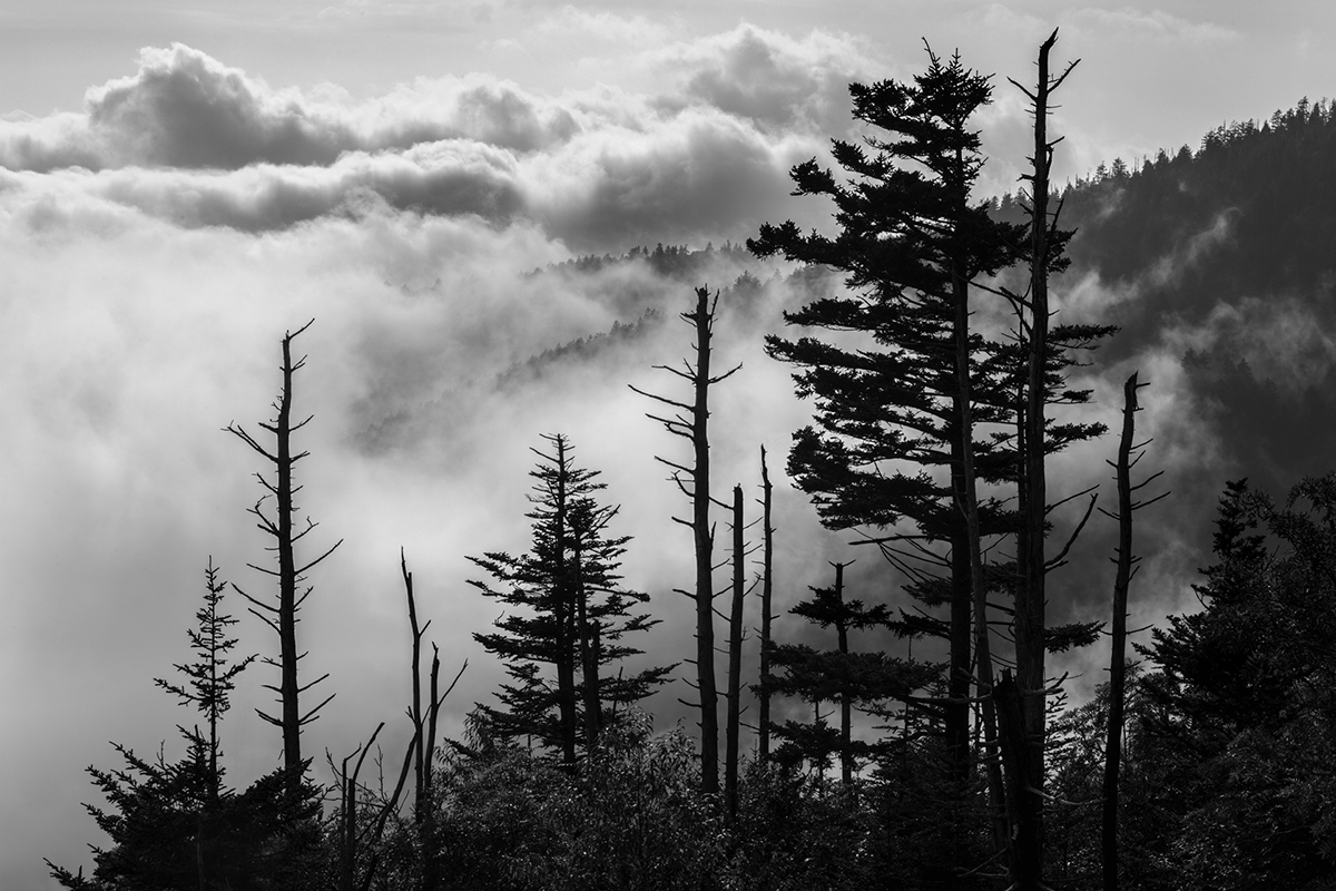 Clingmans Dome Great Smoky  Mountains National Park fog clouds mountains