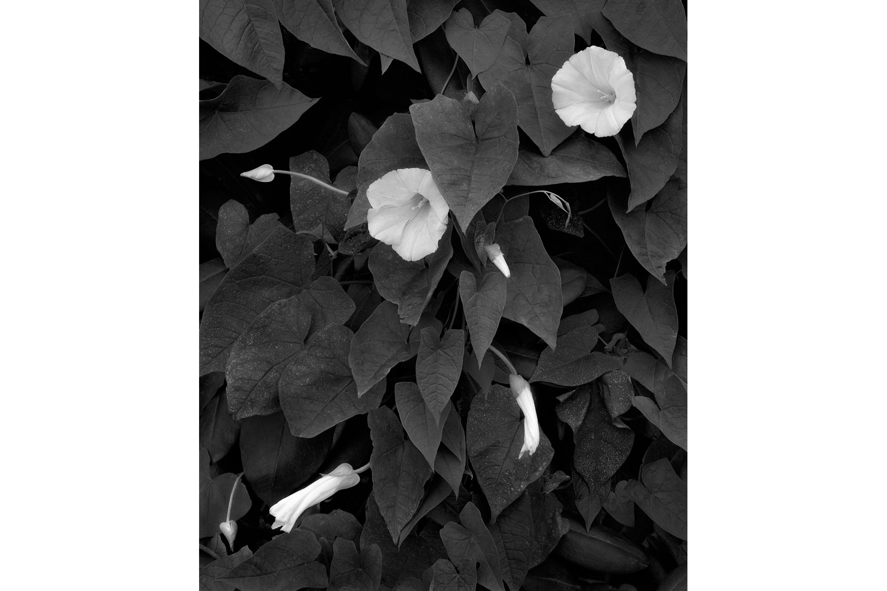 April 2011 POM Flowers & Leaves 4x6.jpg