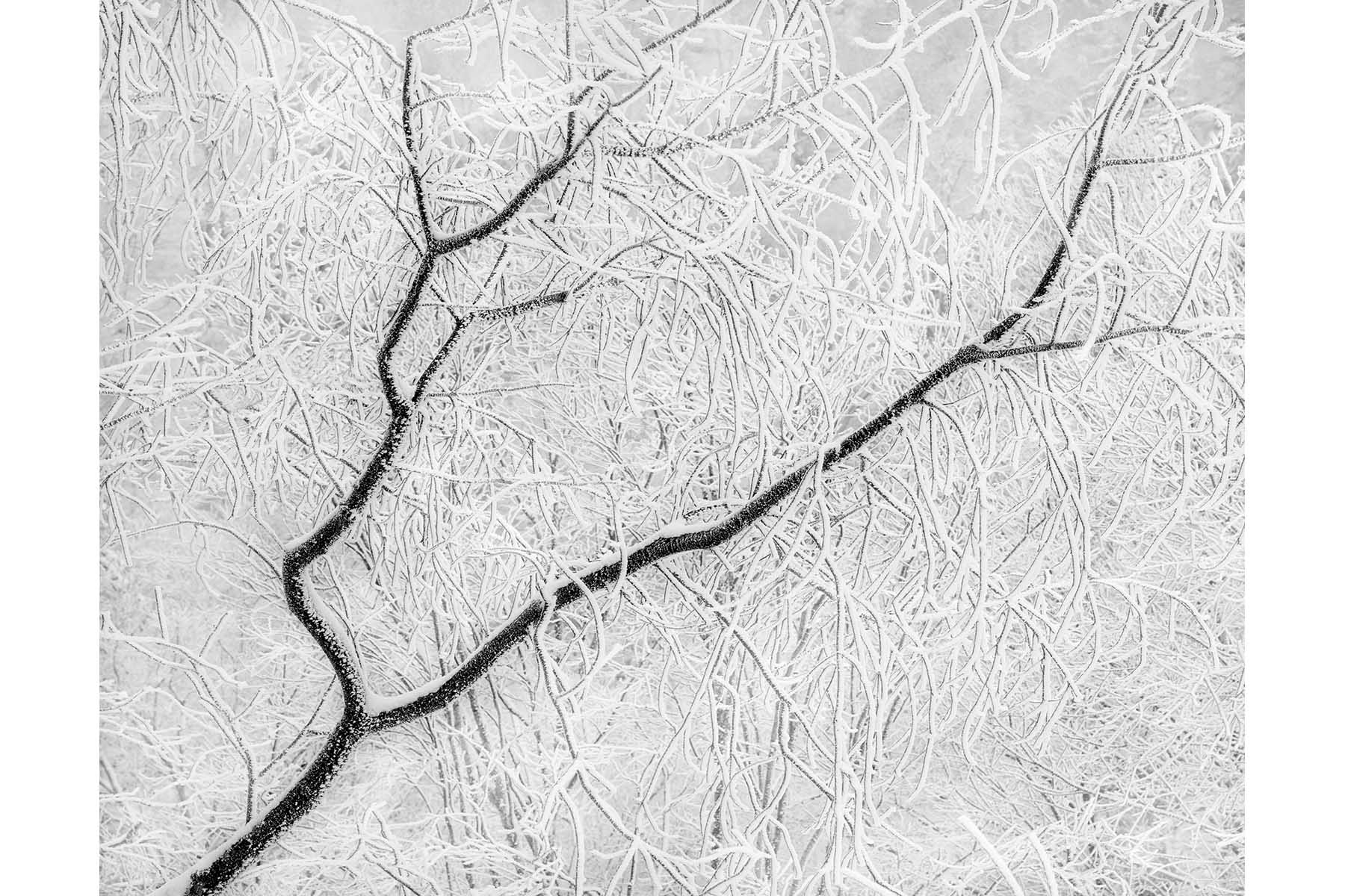 March 2011 POM Tree Branches Snow Ice 4x6.jpg