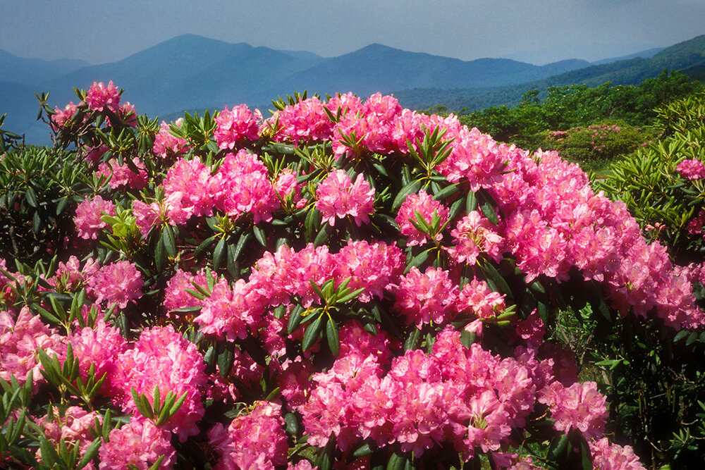Catawba Rhododendron with mountains #2 Web Master-Powerpoint.jpg