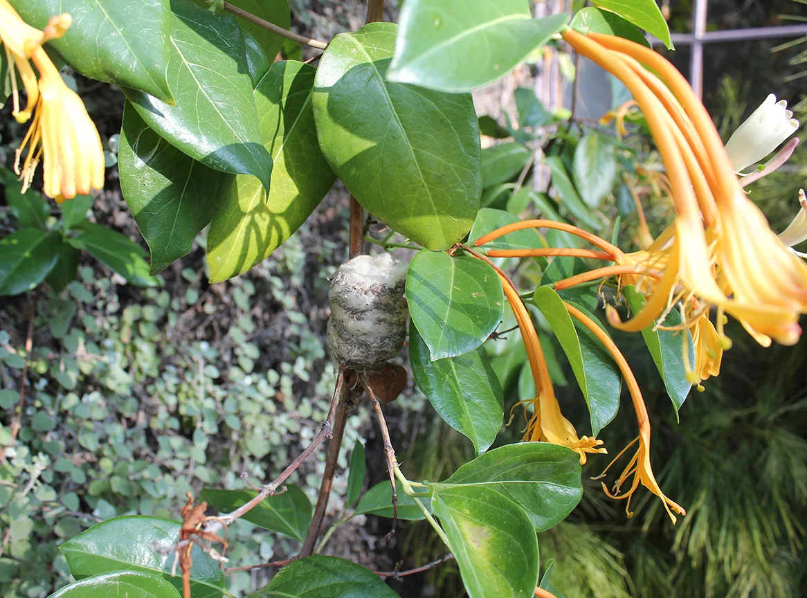 A hummingbird nest outside in the honeysuckle