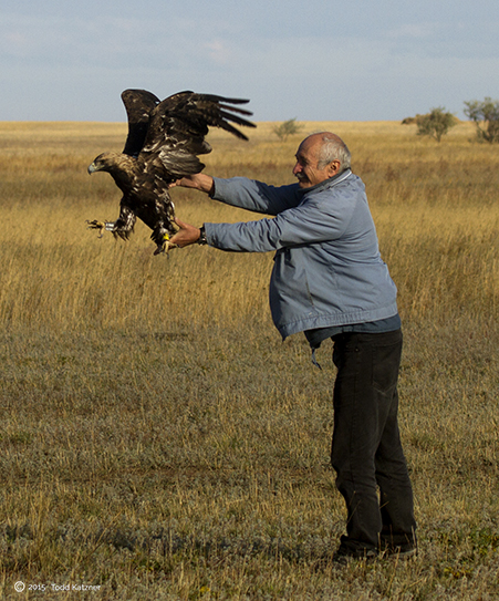 Dr. Bragin releasing the adult male Imperial eagle