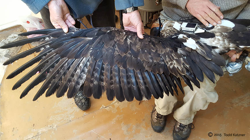  The wings are stretched out to examine the primary and secondary molt. 