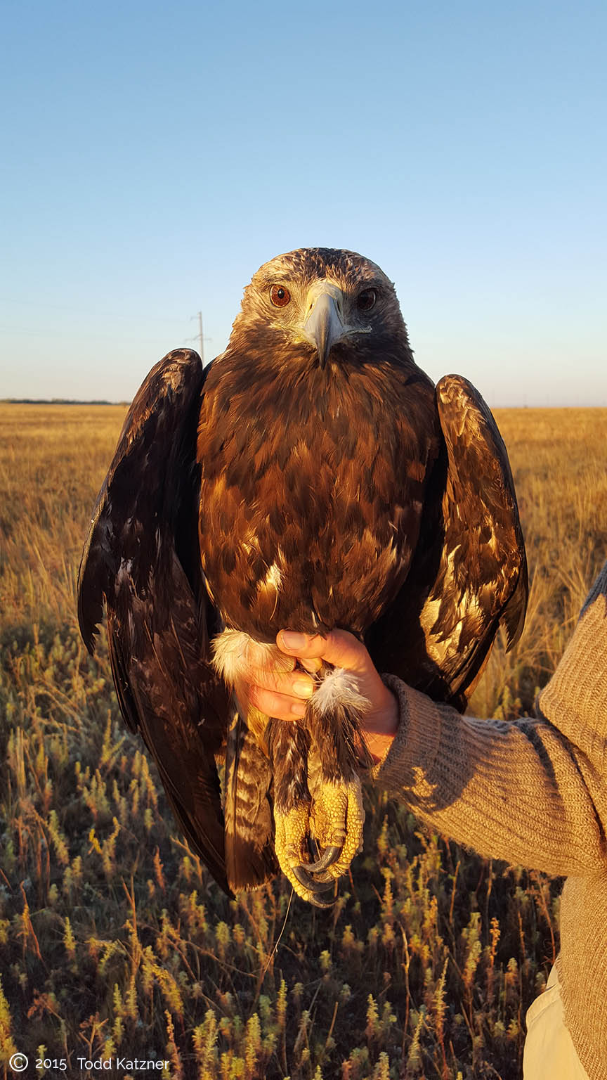 Adult male Imperial eagle