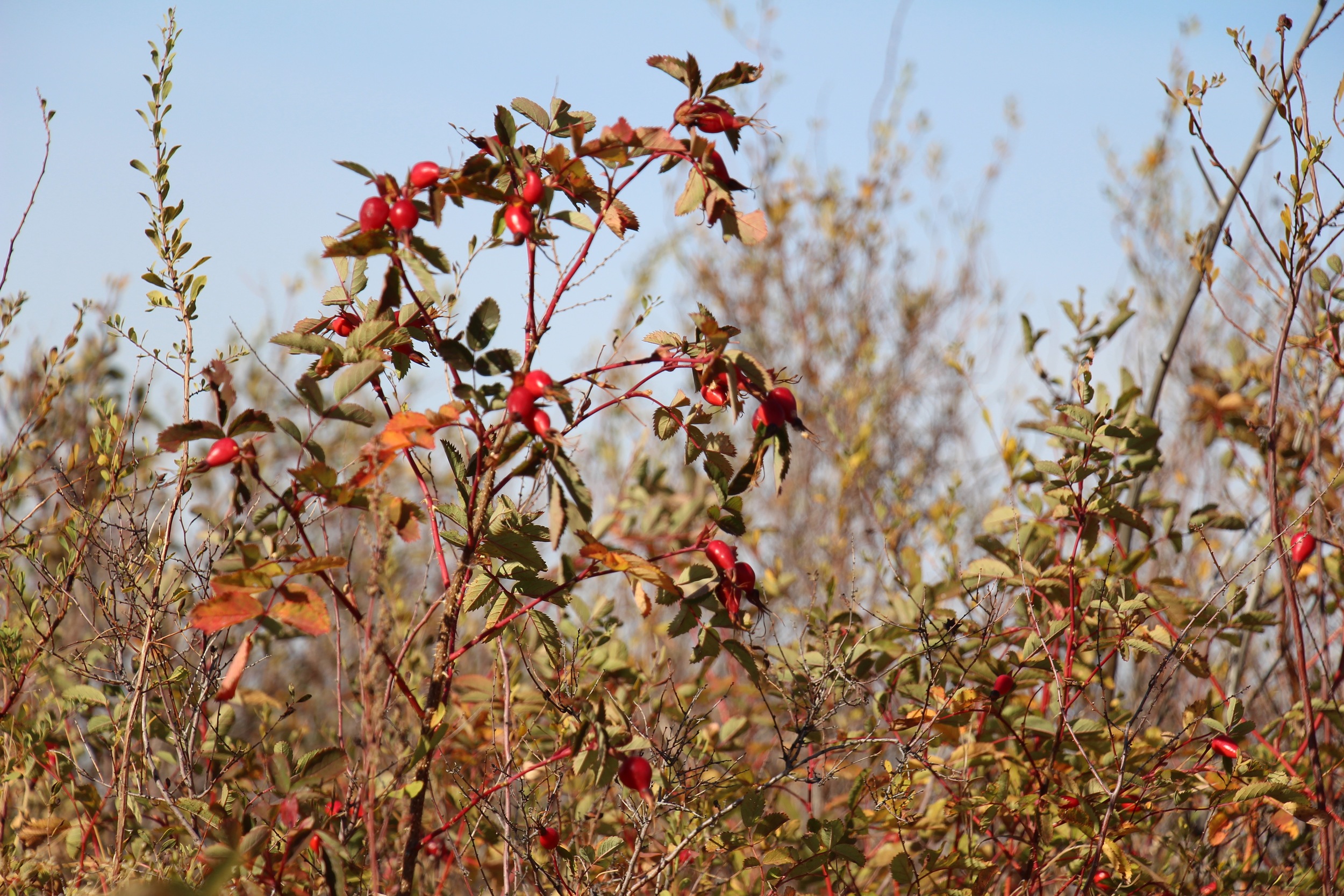 Native roses