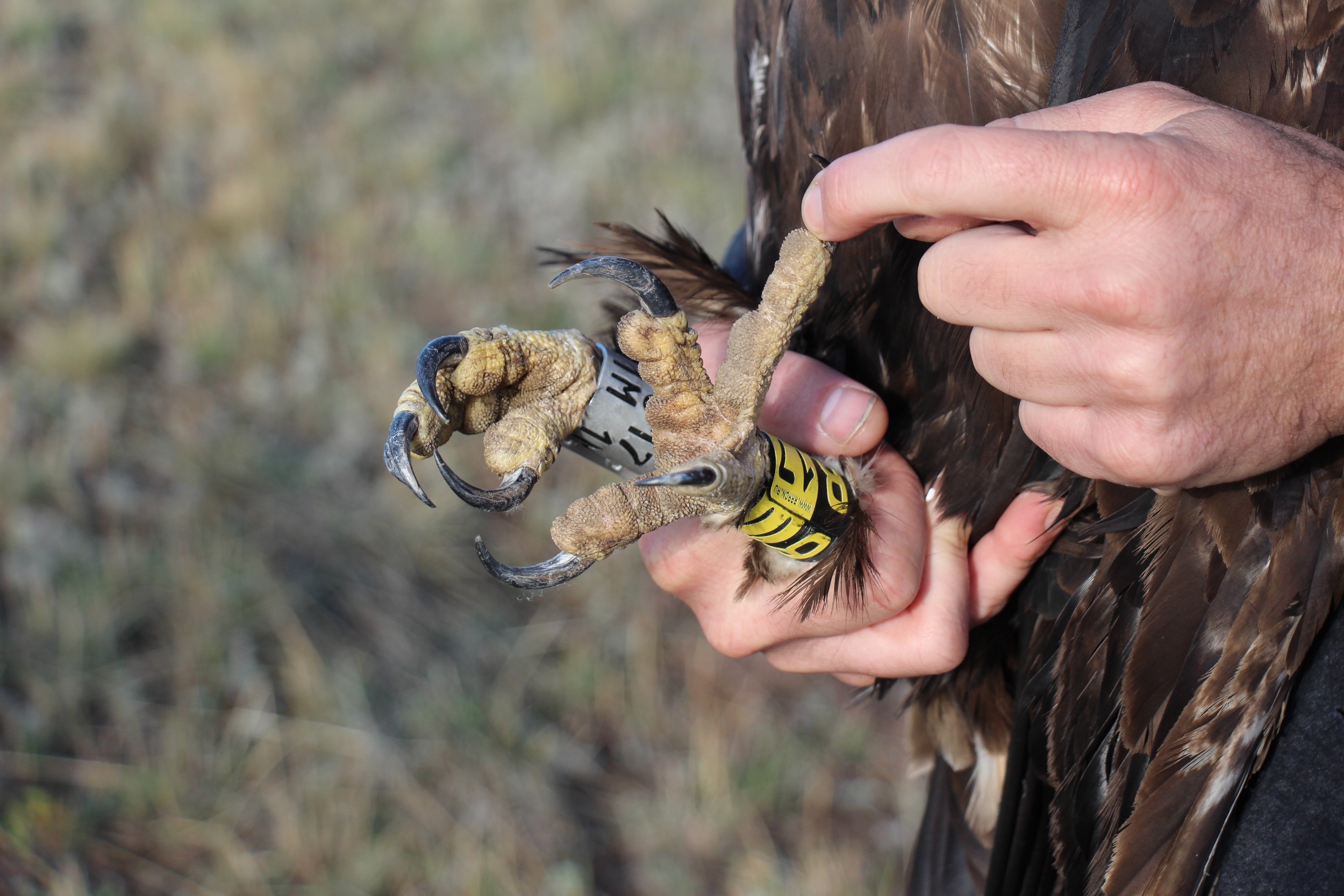 close-up of talons after banding