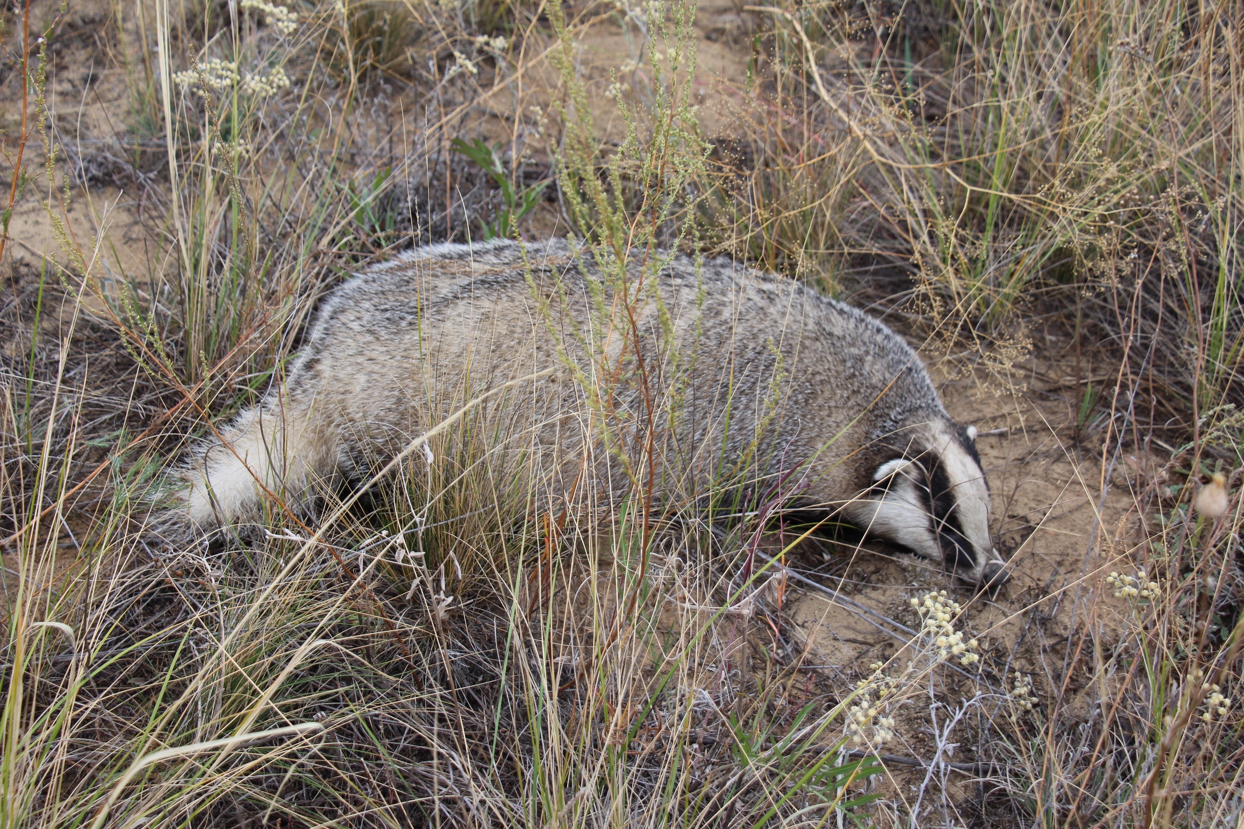 European Badger in Narzum