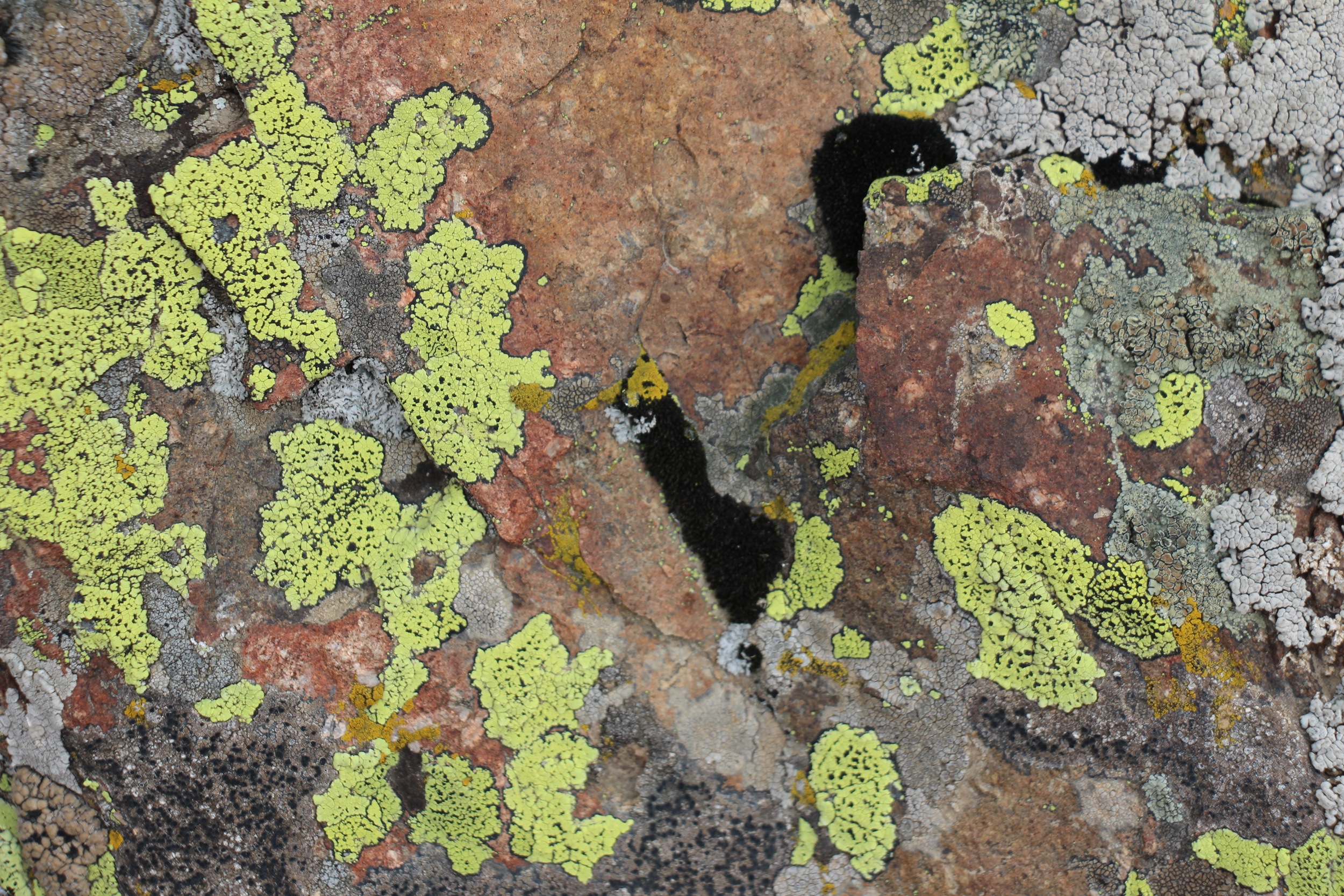 Lichen 