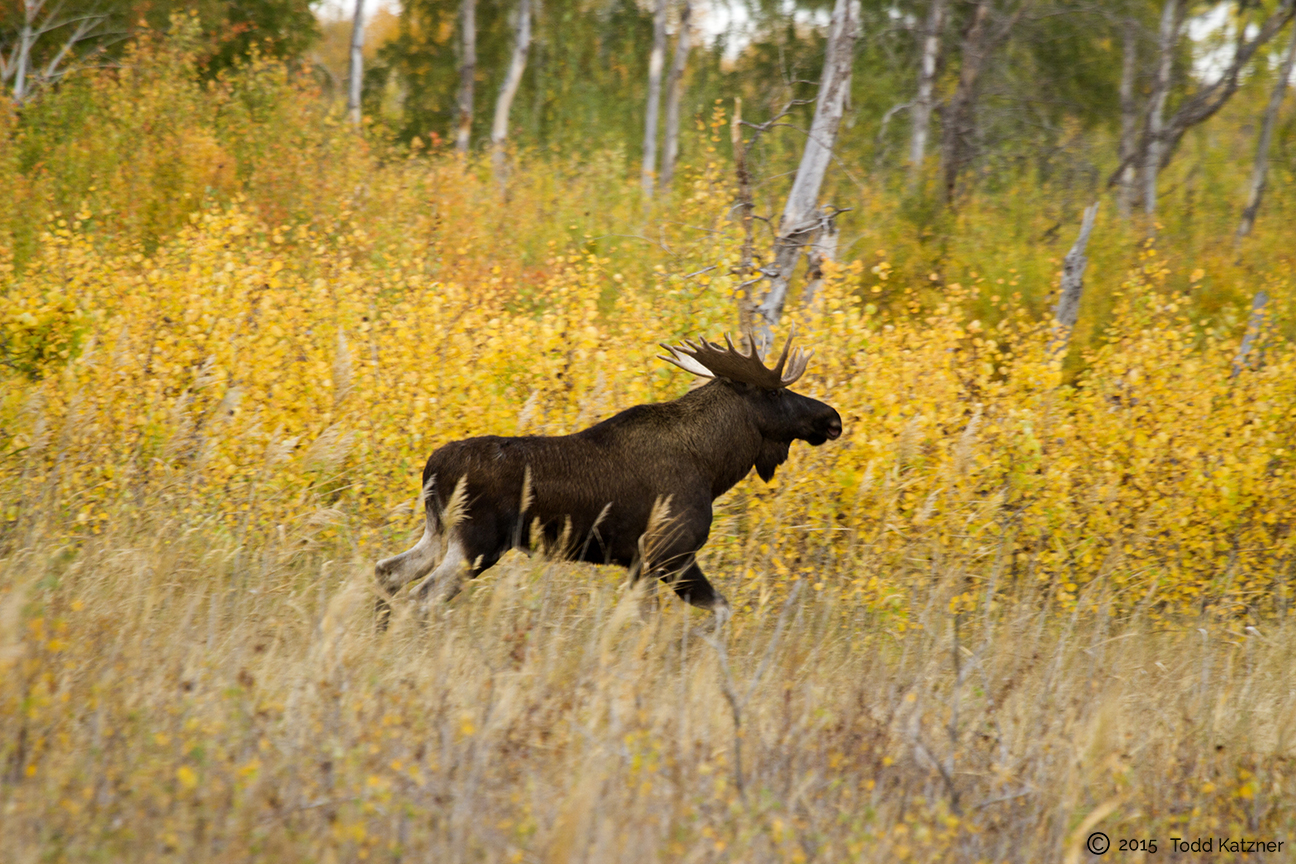  Moose at Narzum 