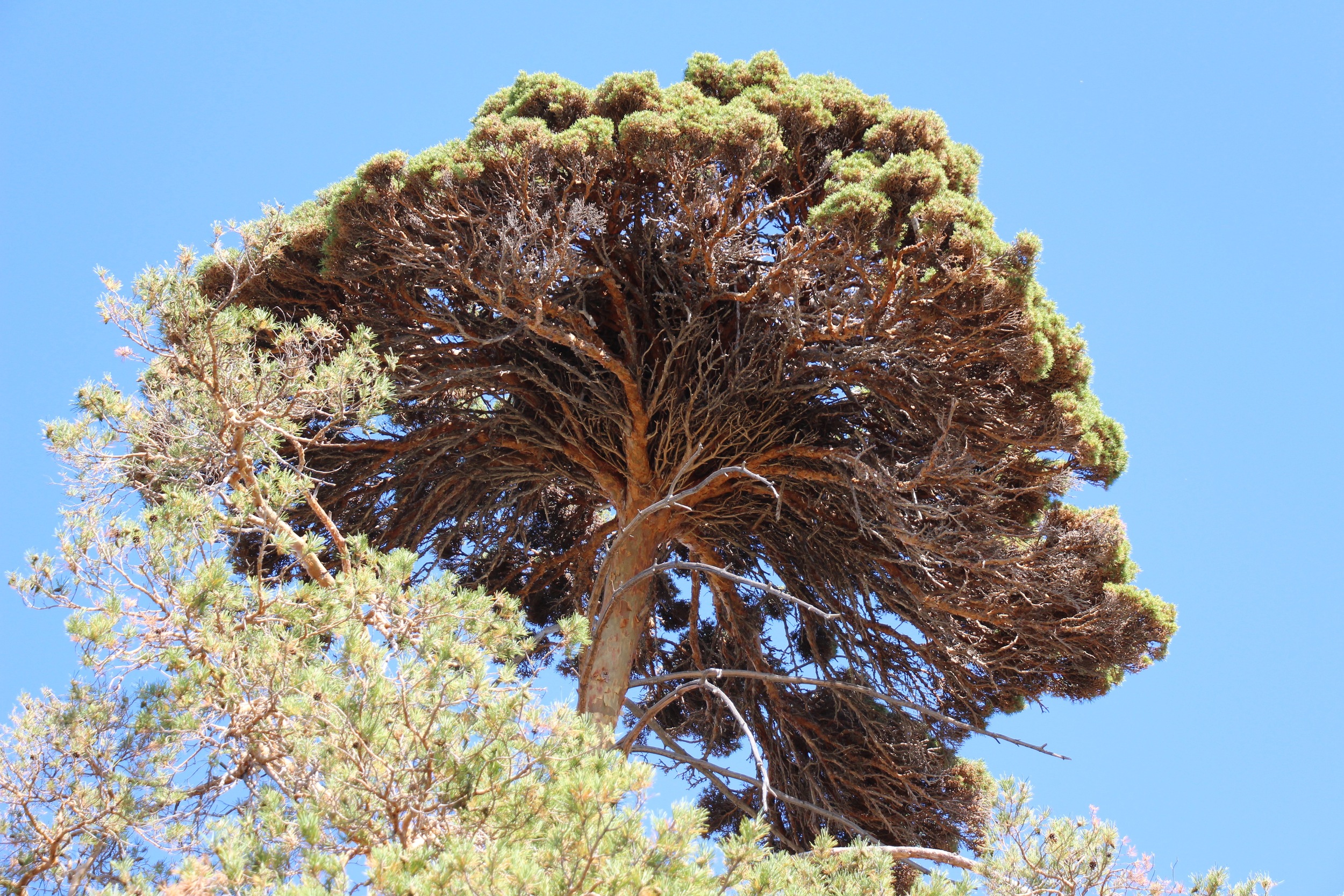 Nest - Kostanay region