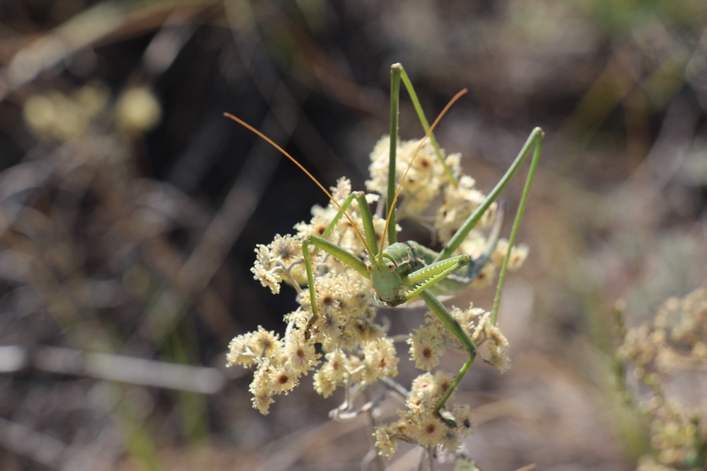 Threatened grassland Preying Mantis