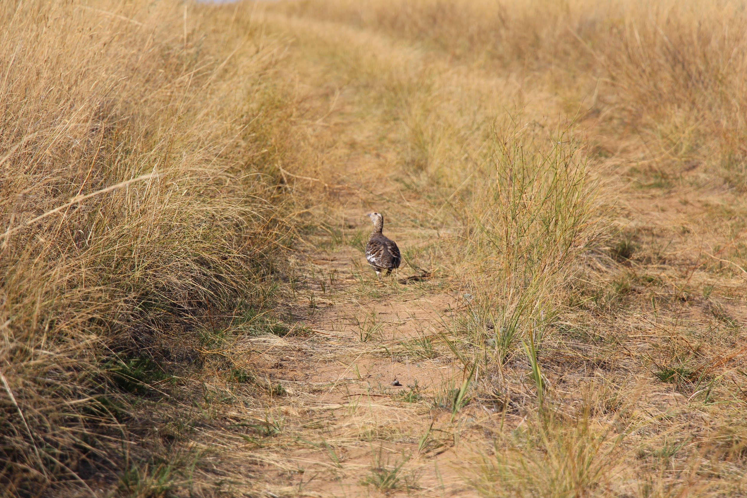 female black grouse