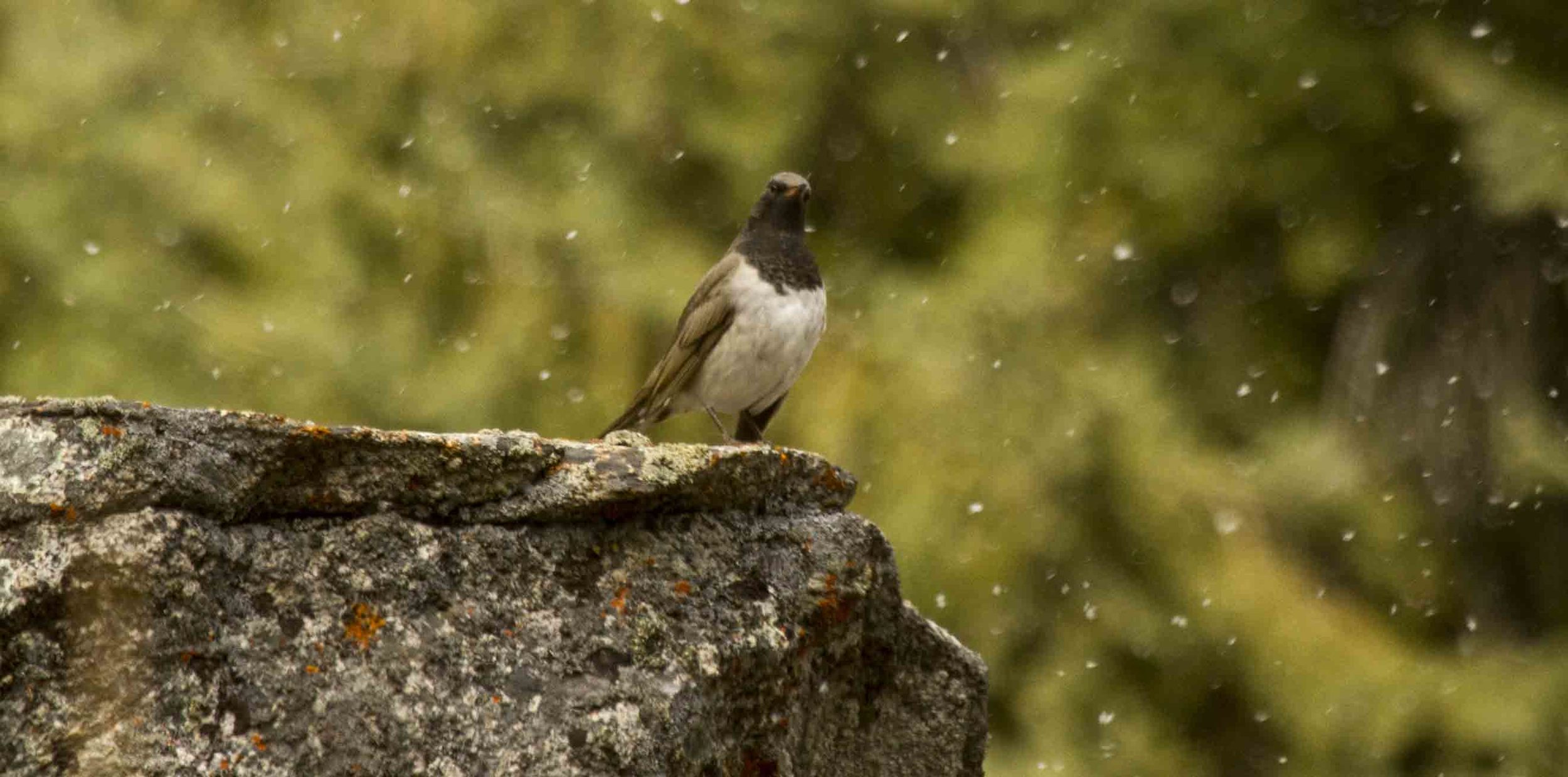 Black headed Thrush