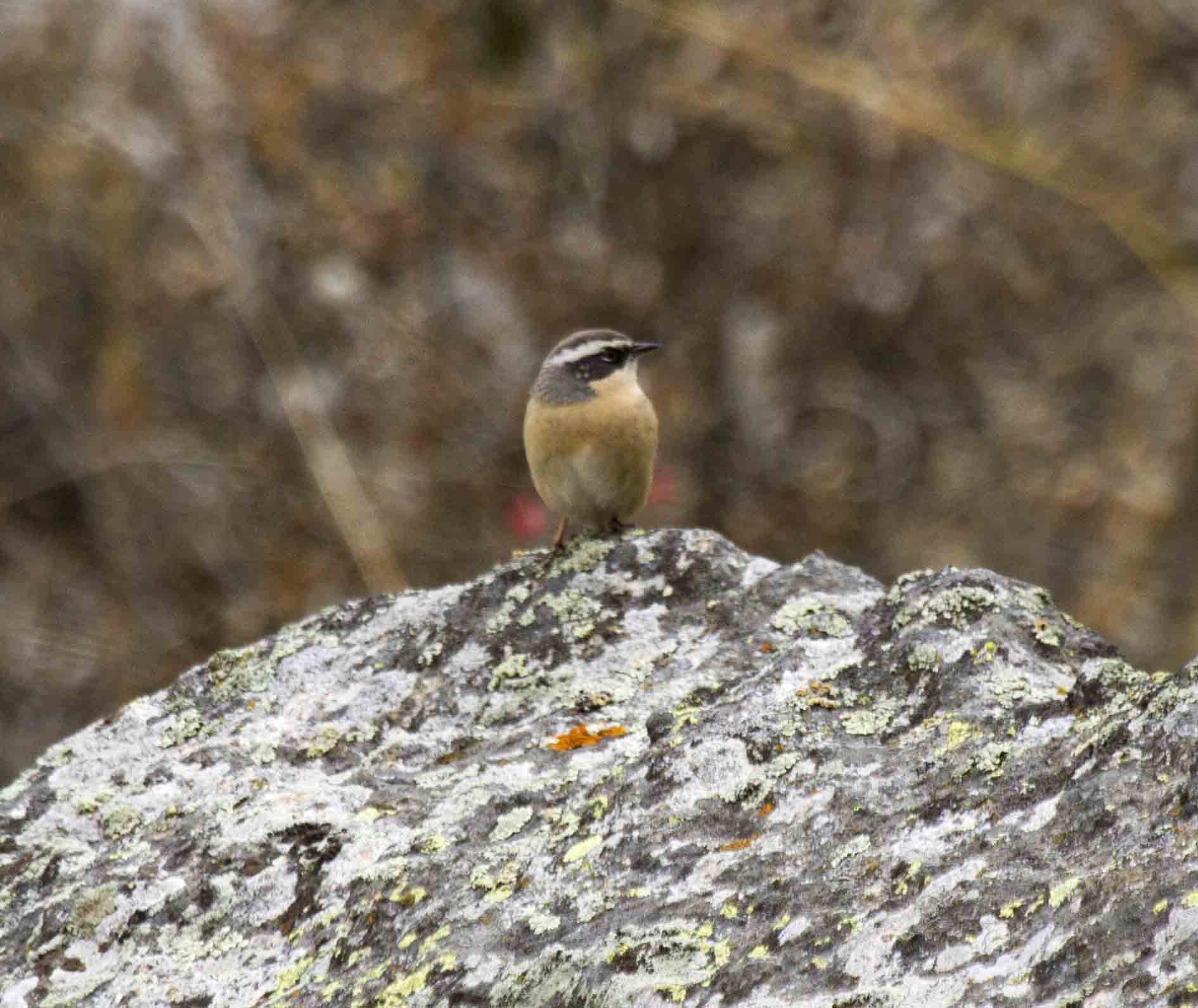 Brown Accentor