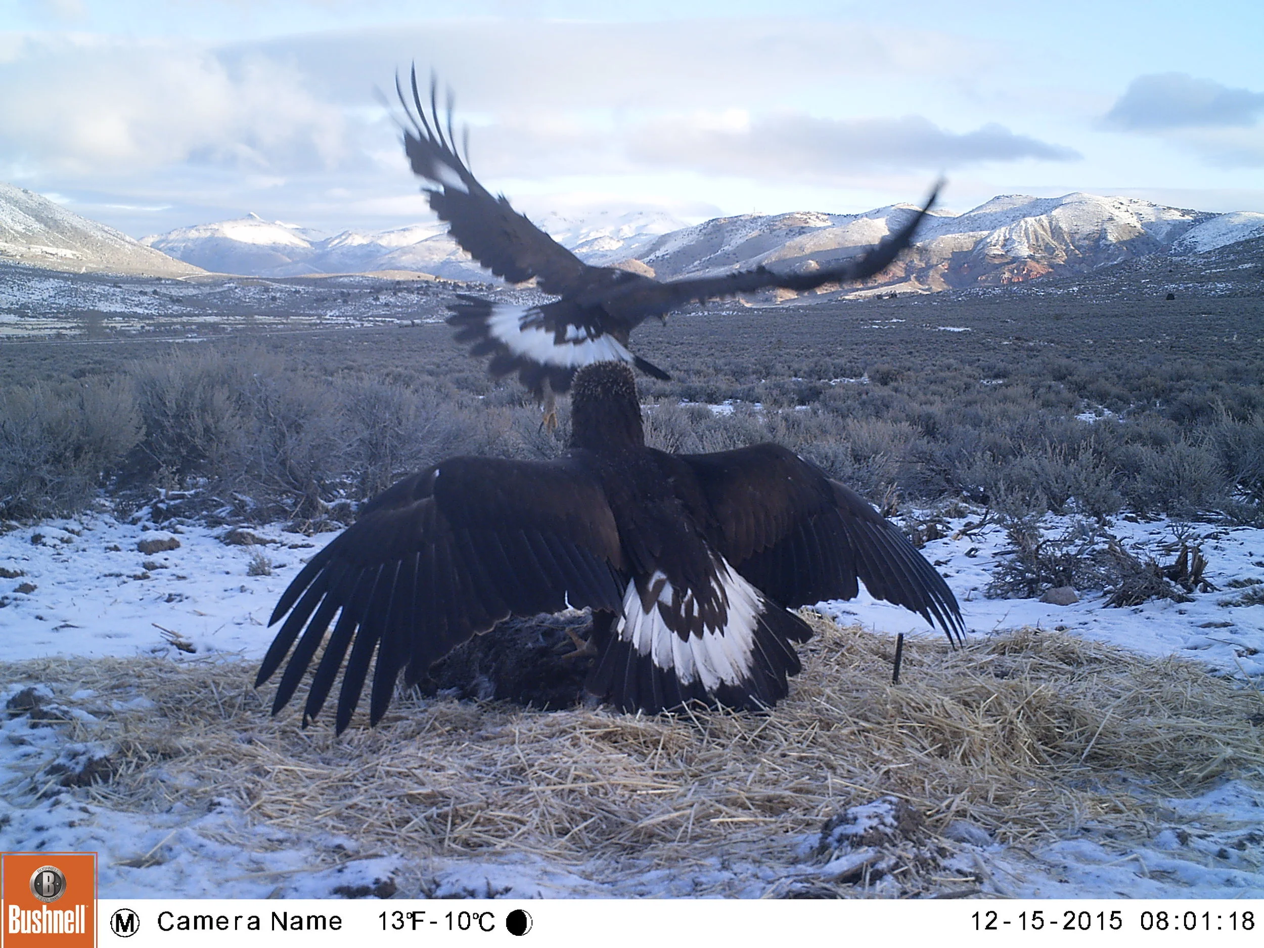 Happy Holidays - Golden eagle style