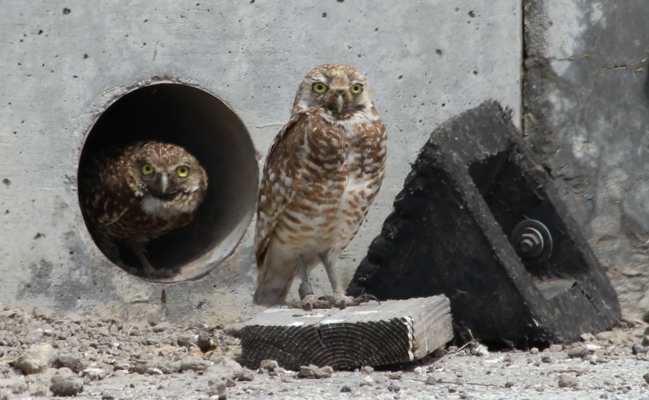 Pair 10Jun2011.JPG
