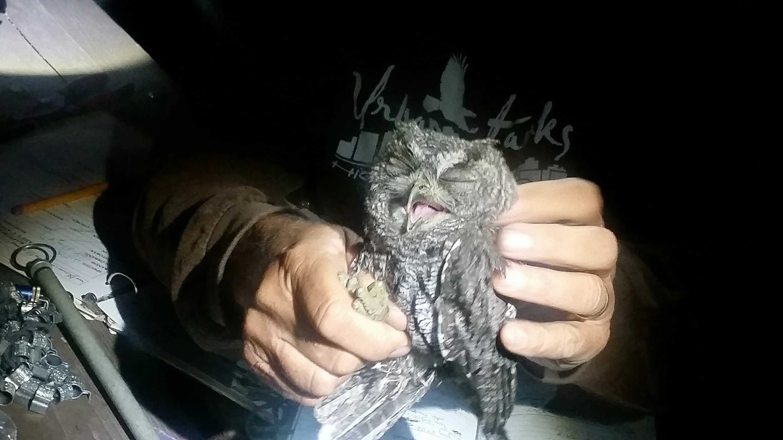 Southern CA Wildlife Society at Casper's Park