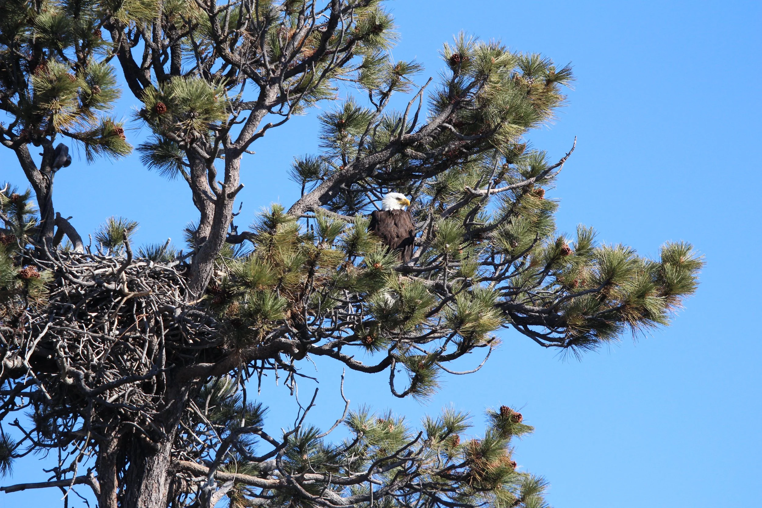 Color Banded Bald Eagles in Southern California - UPDATE!