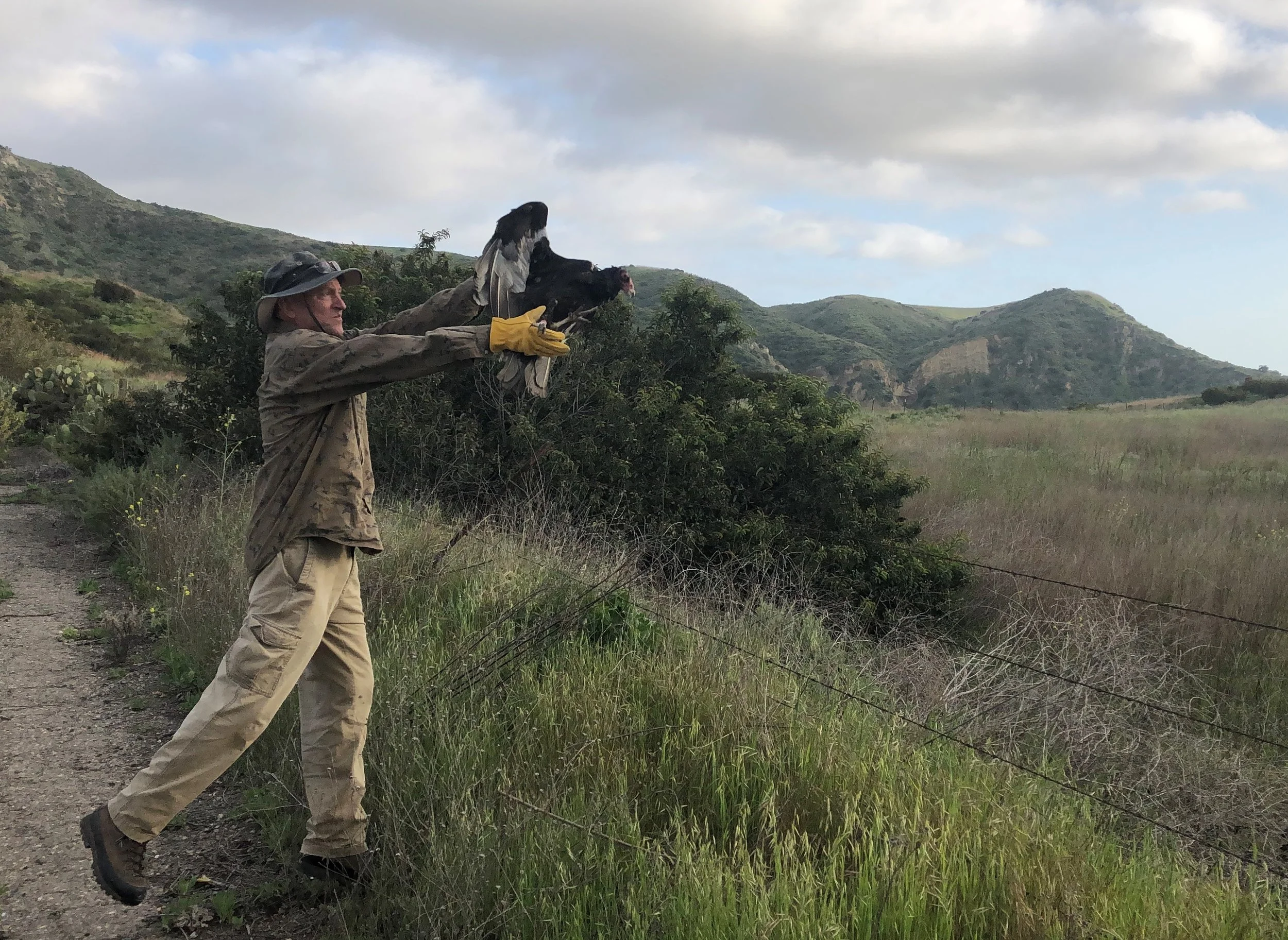 Turkey Vulture Release