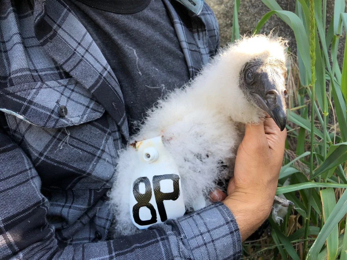 Turkey Vulture Nestling