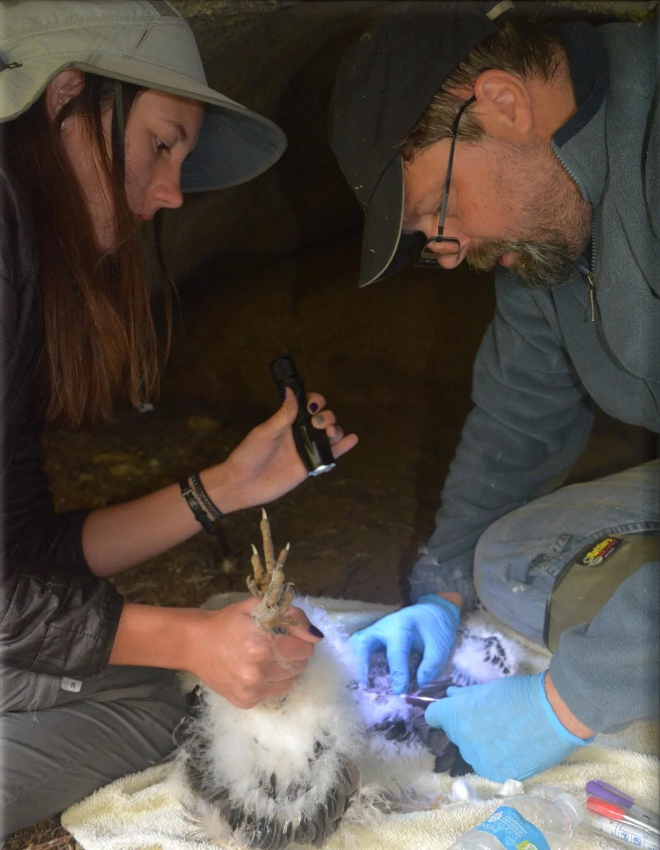 Turkey Vulture Bio Sampling