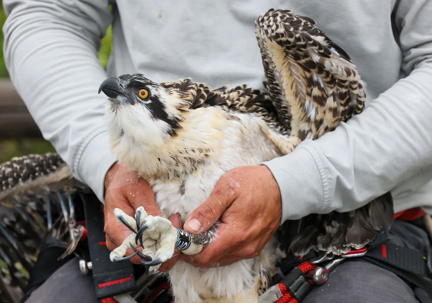  The solo chick from the 2025 Newport Back Bay nest is banded with a USGS metal band on the right leg and a black color band showing a unique 2-digit identifying code on the left leg.    Photo Credit DeeDee Gollwitzer, all rights reserved - used with