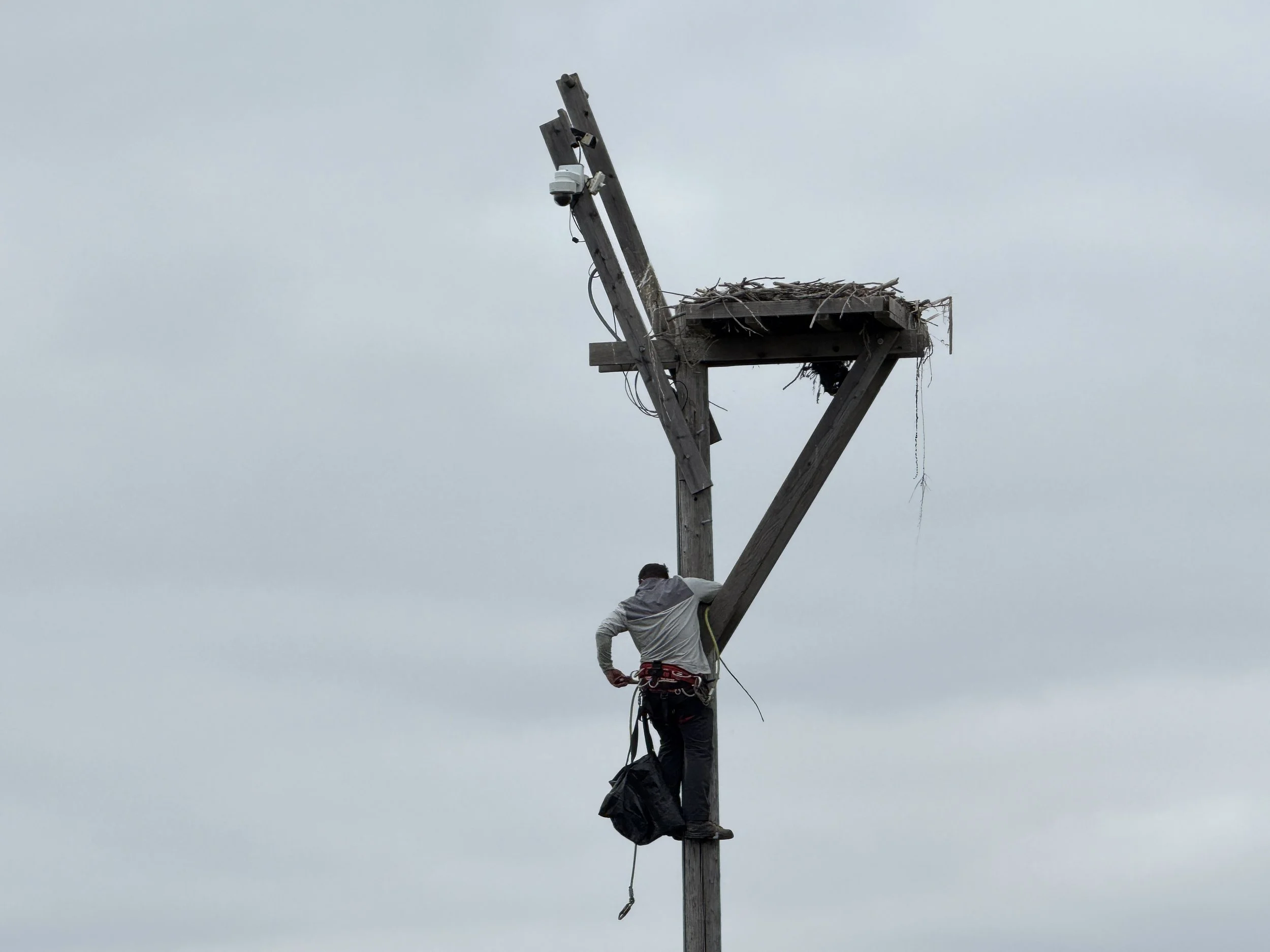  Banding at nests of large raptors like Ospreys and eagles often require the assistance of an experienced climber/arborist, trained to capture the chicks by hand and gently lower them safely to the banding team waiting on the ground.   Photo Credit D